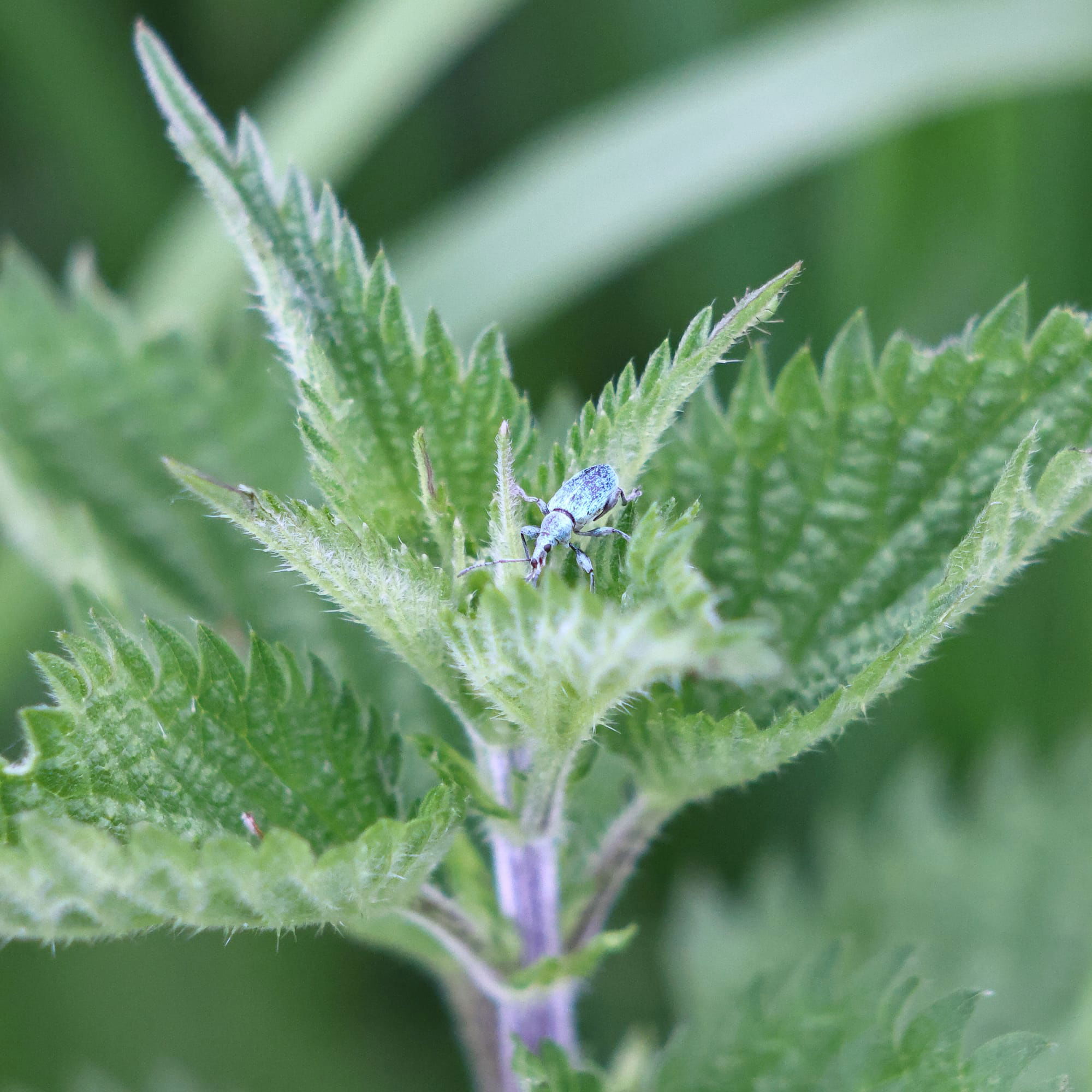 Nettle Weevil