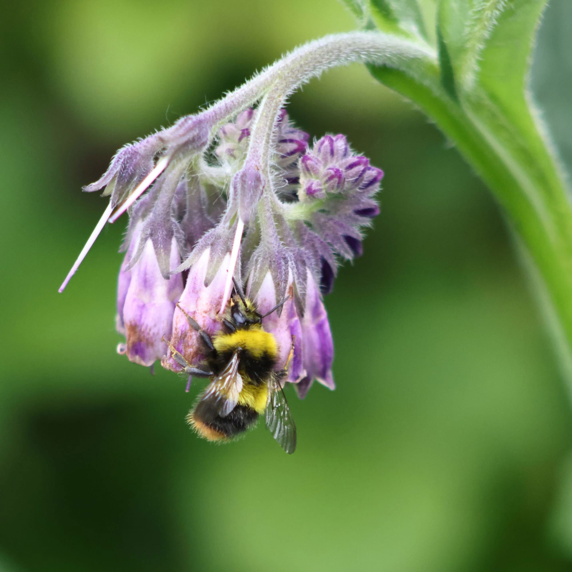 Early Bumblebee