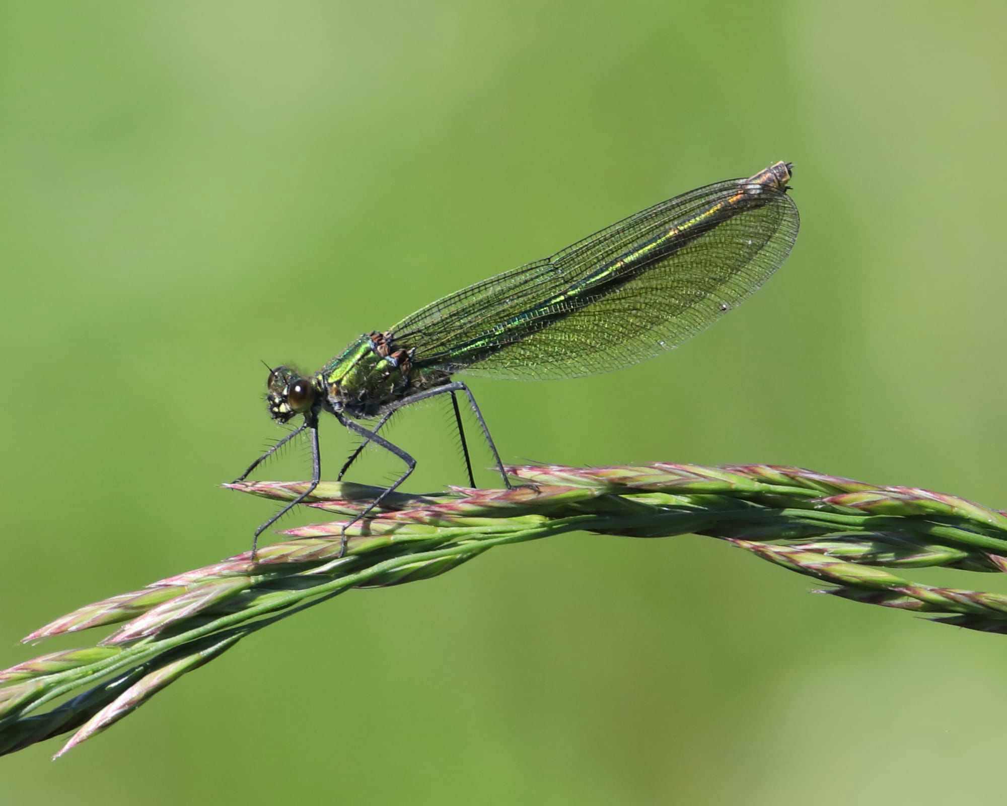 Banded Demoiselle