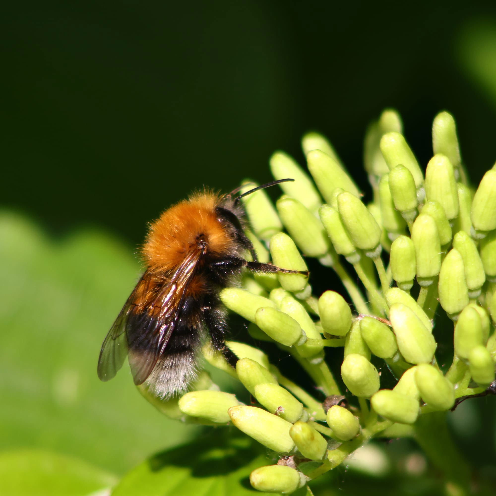 Tree Bumblebee