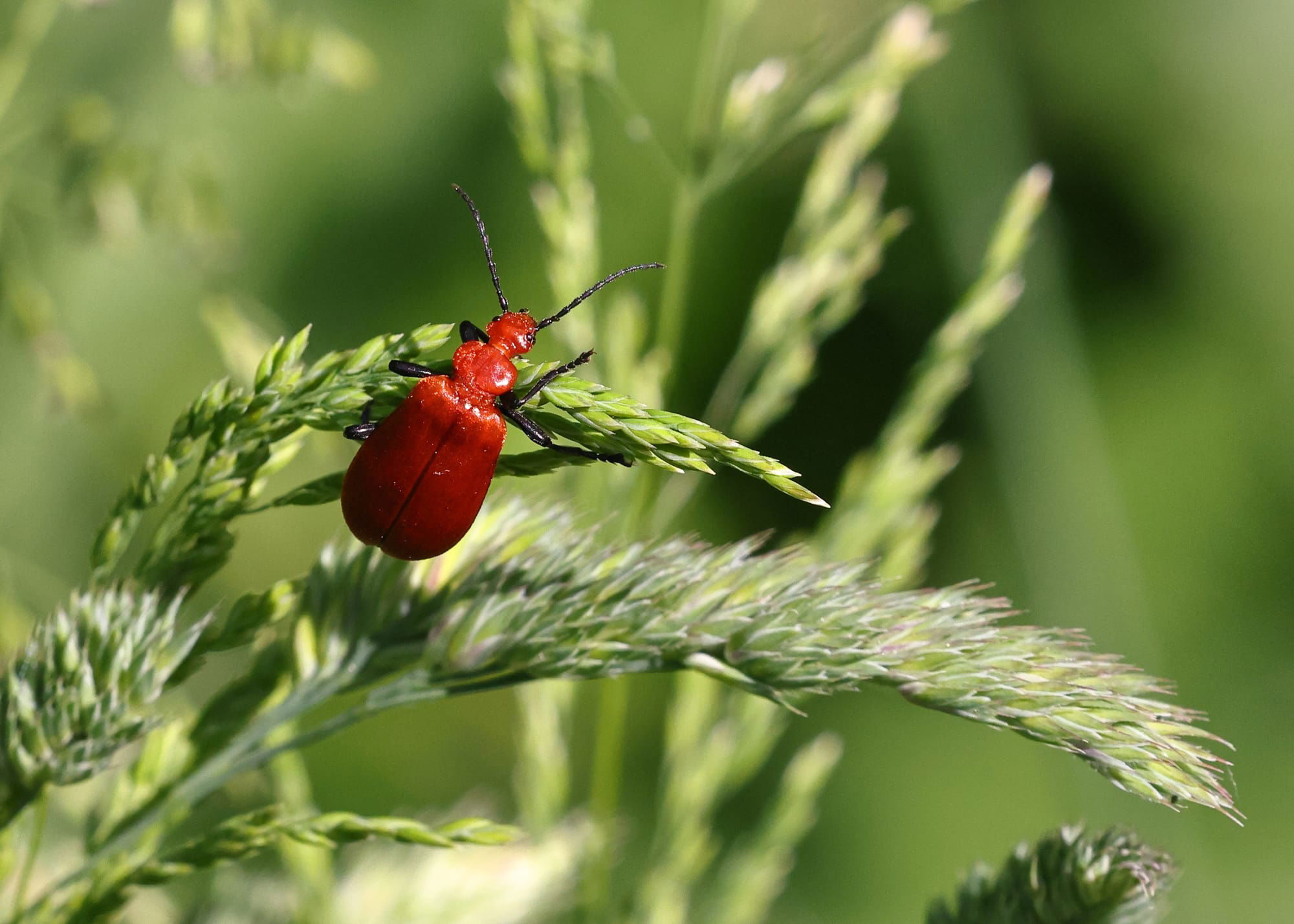 Cardinal Beetle