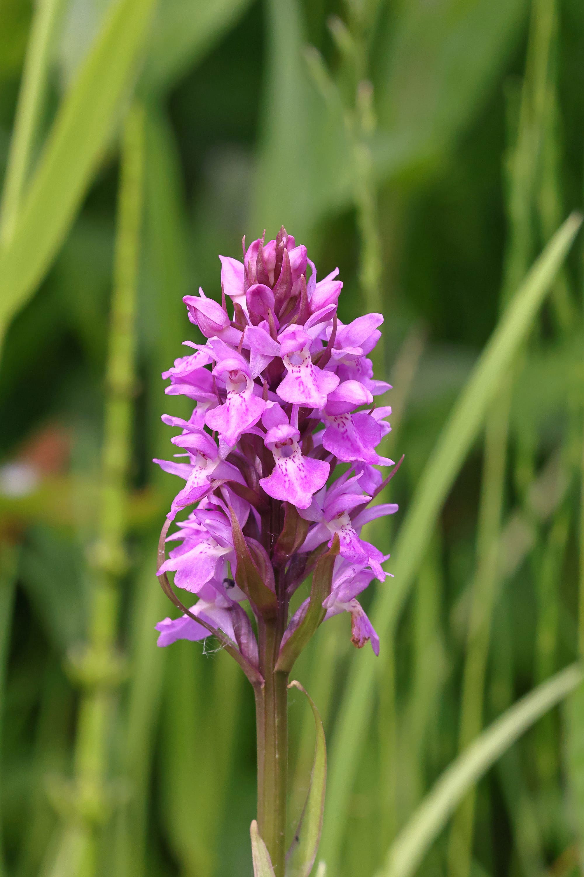 Southern Marsh Orchid