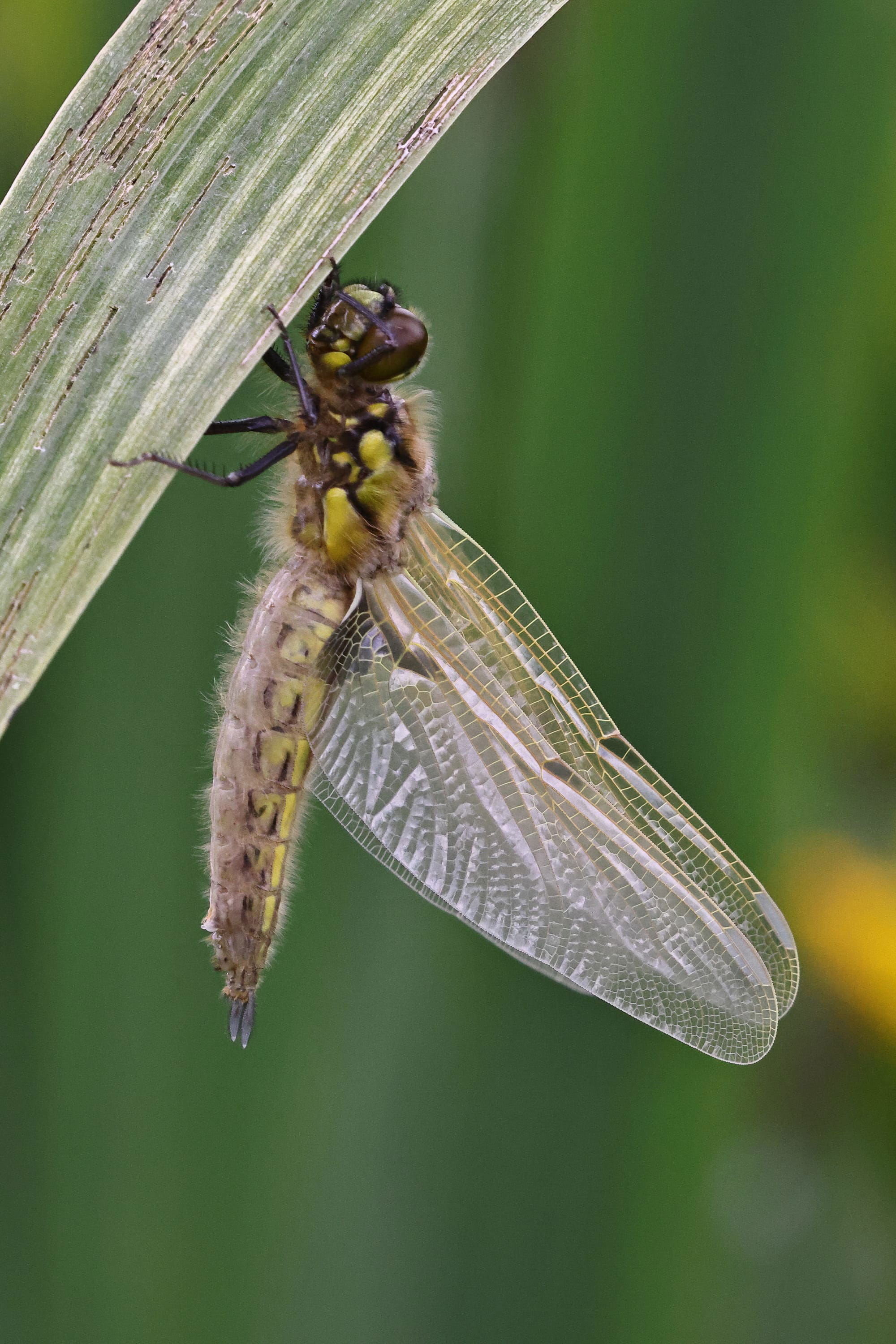 Four-spot Chaser