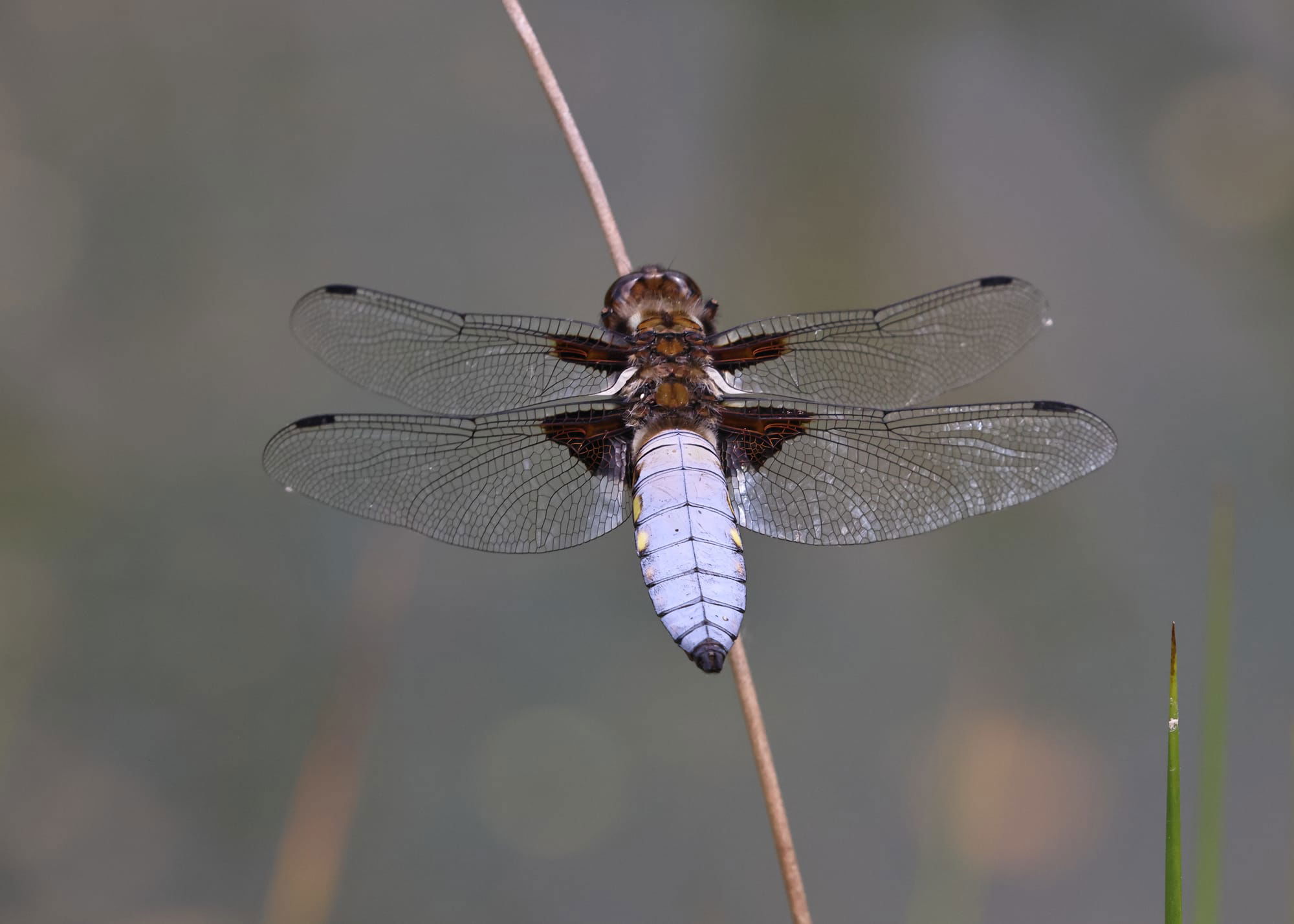 Broad-bodied Chaser