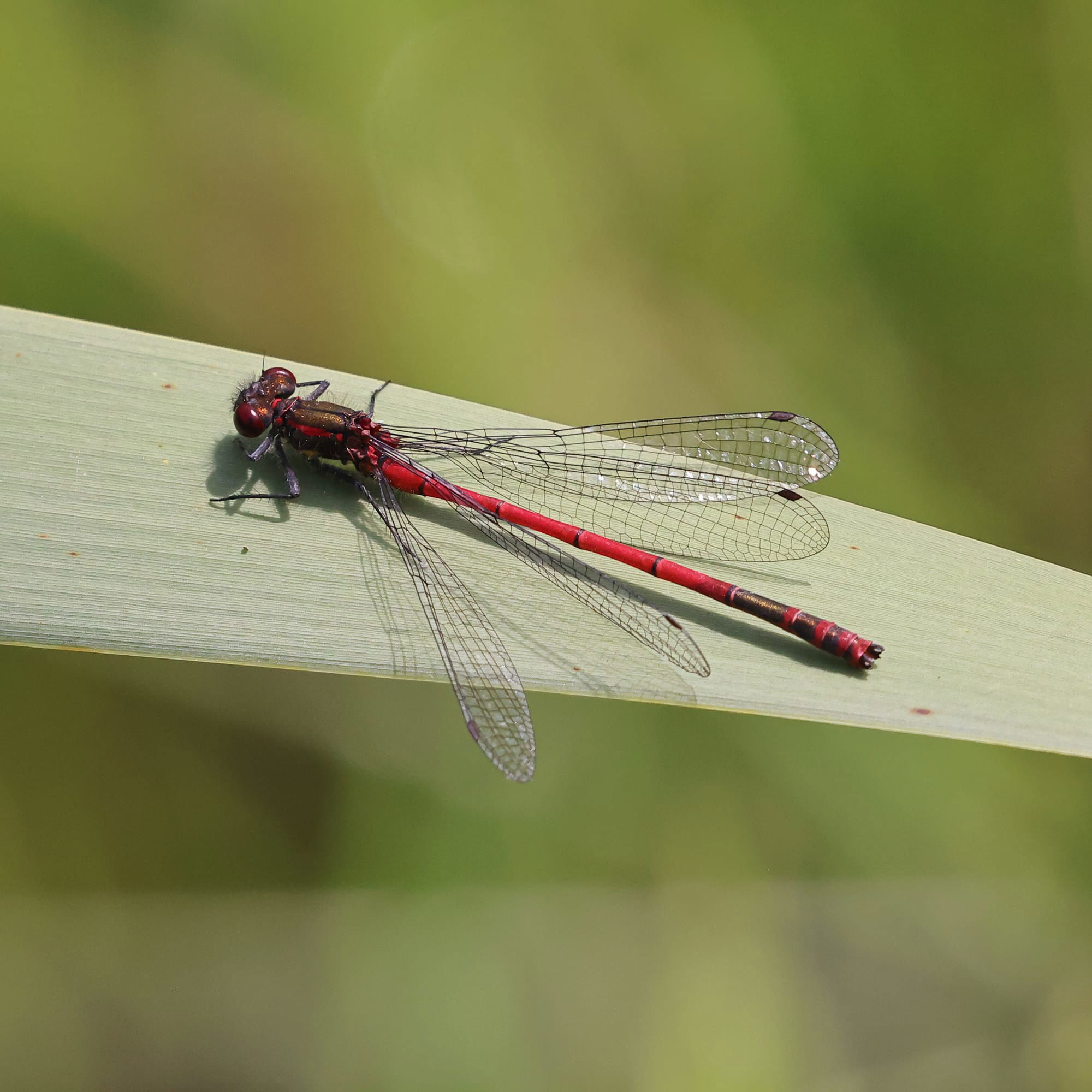 Large Red Damselfly