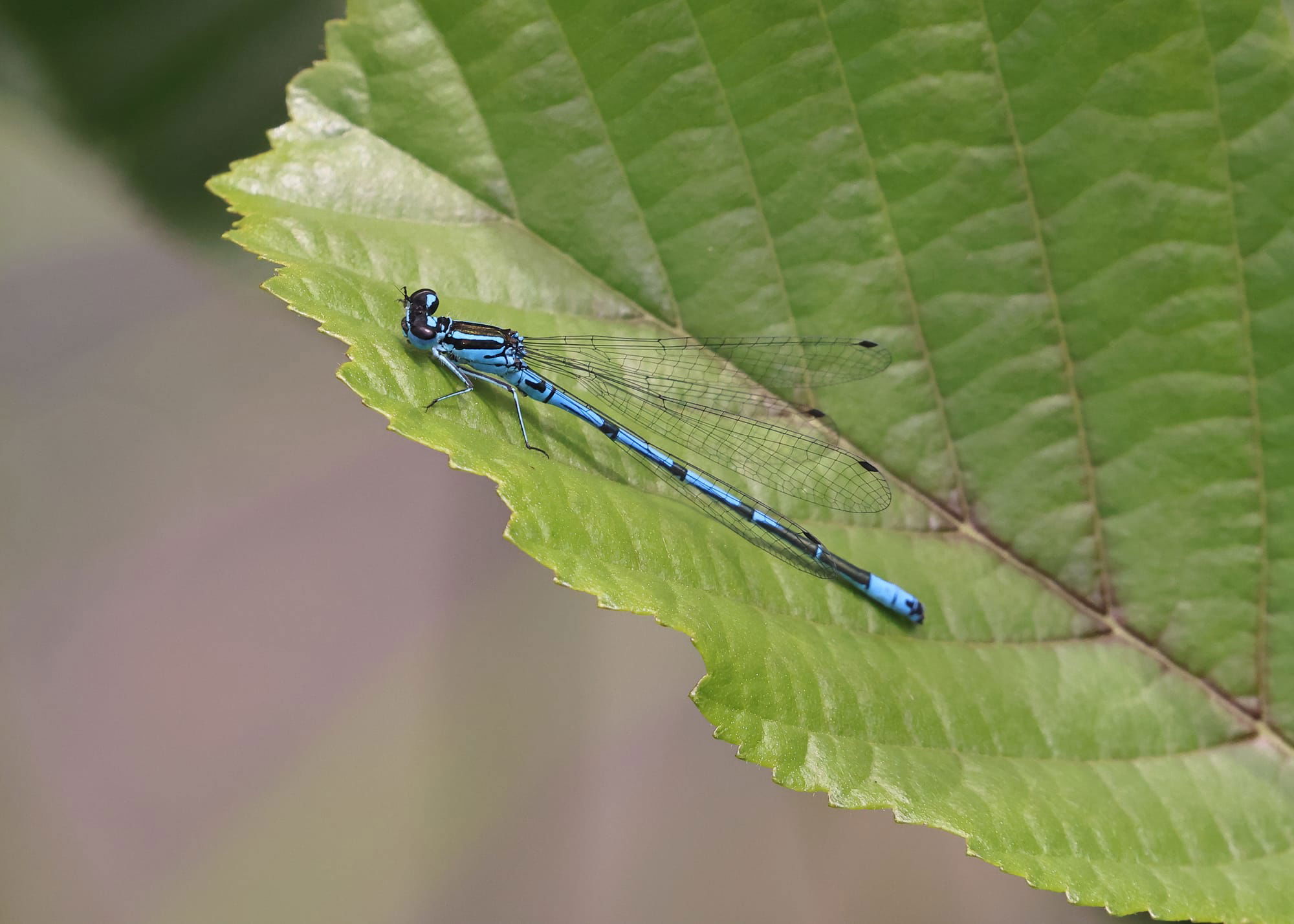 Azure Damselfly