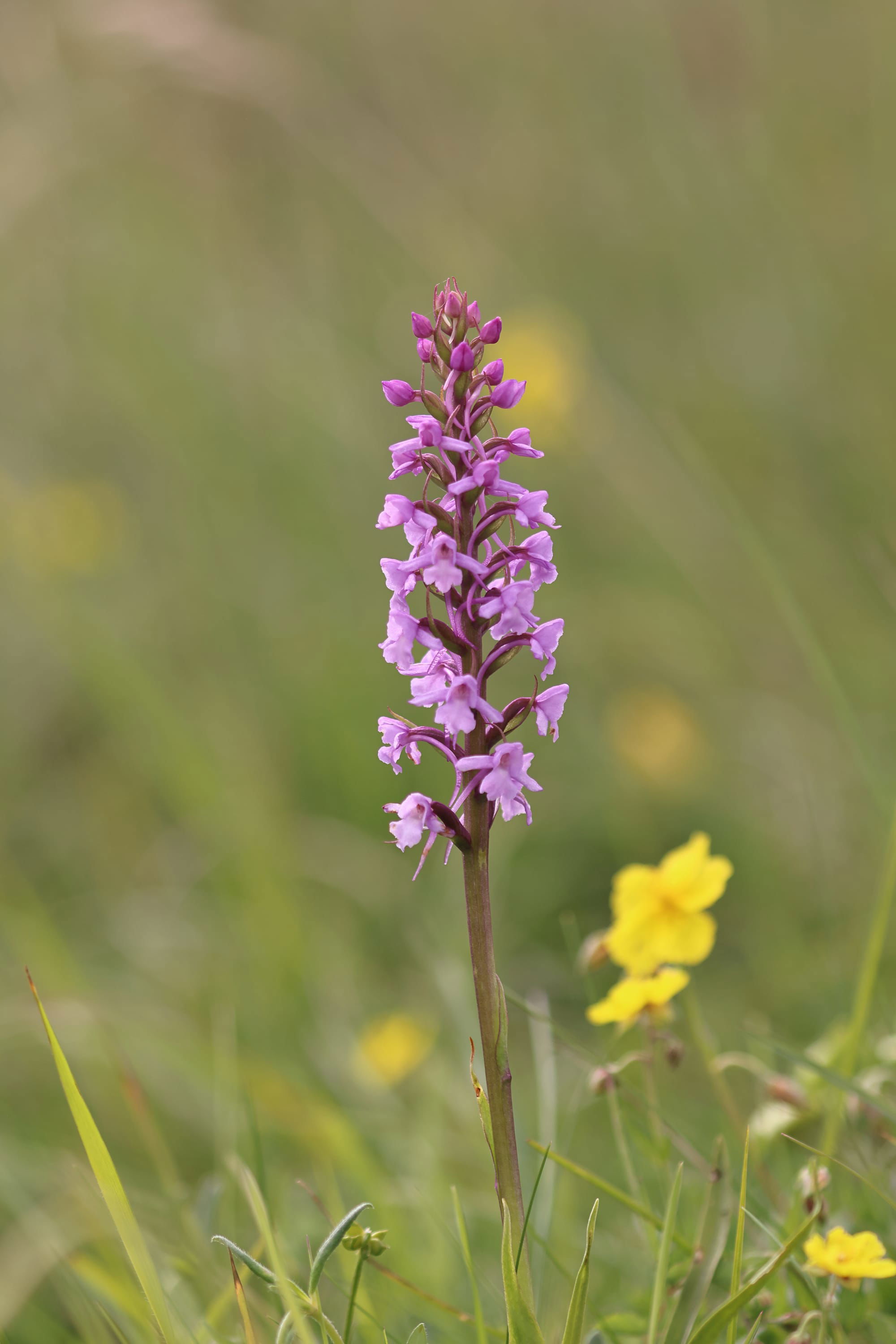 Chalk Fragrant Orchid