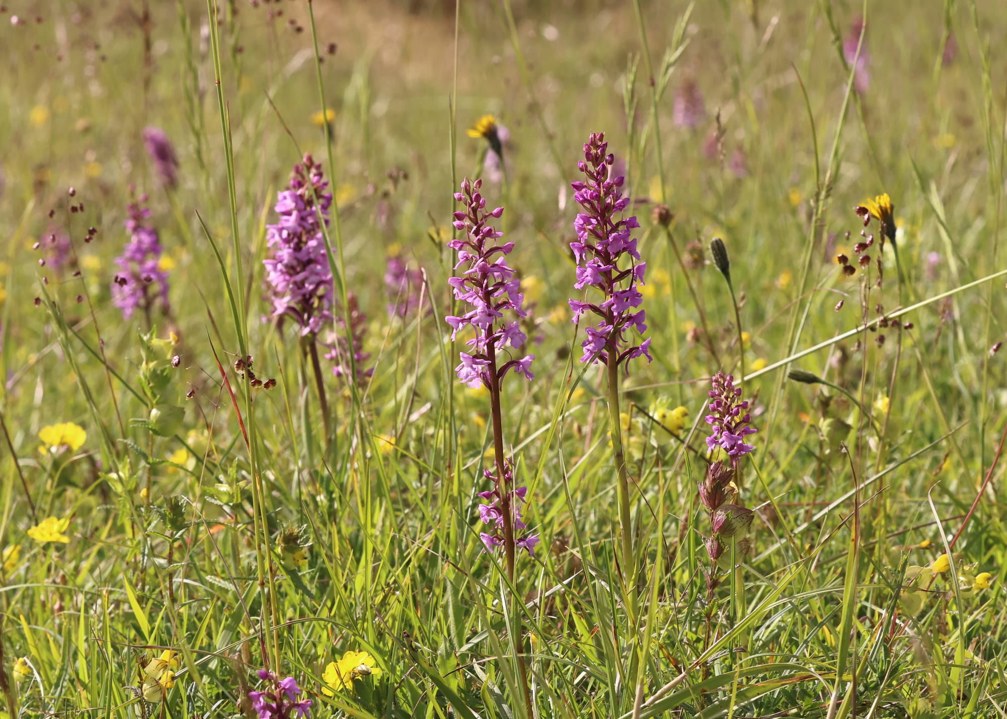 Chalk Fragrant Orchids