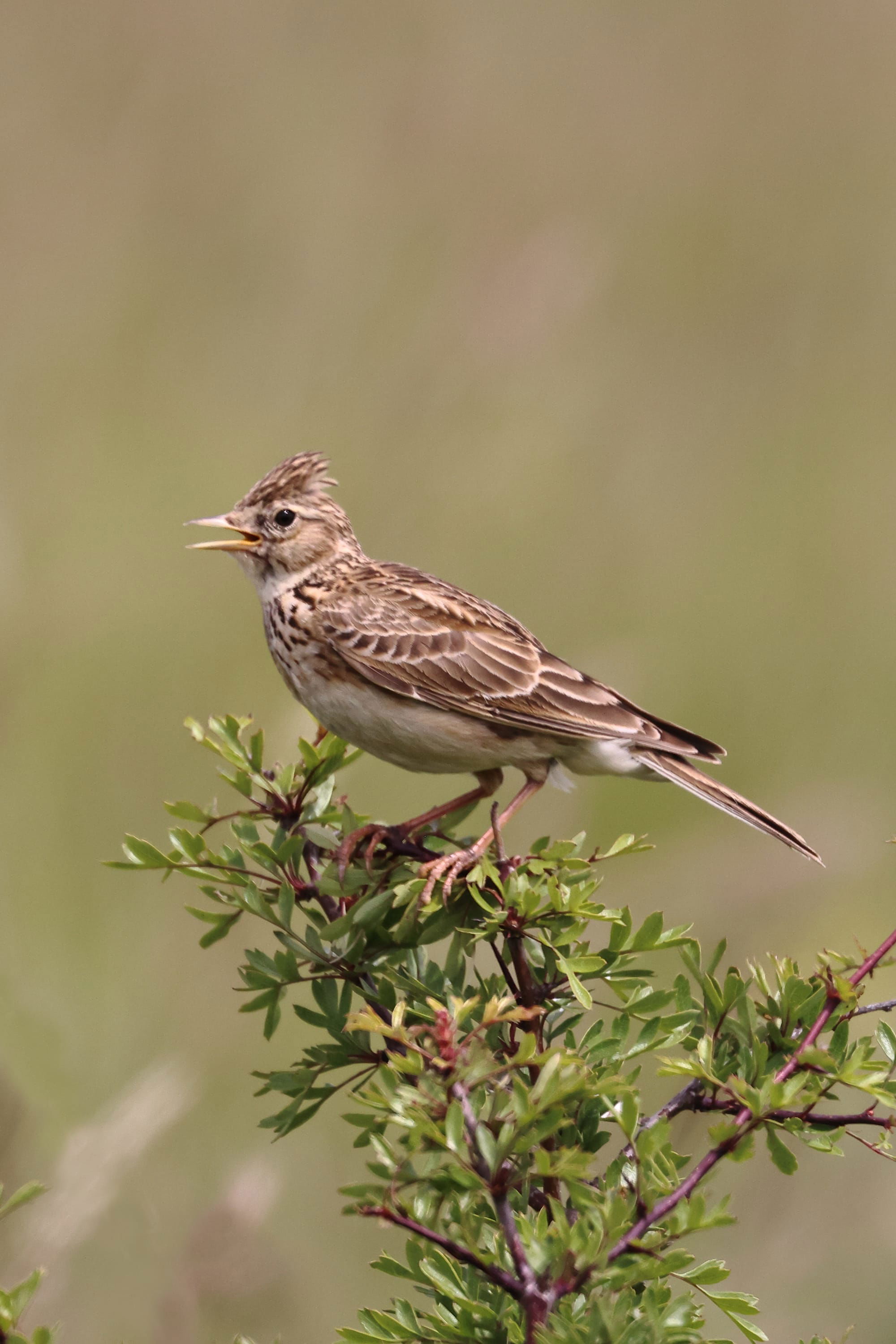 Skylark