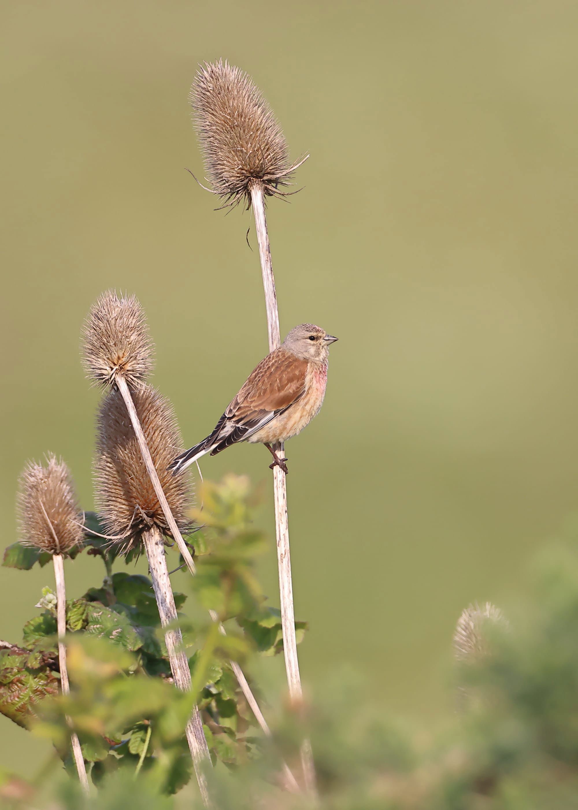 Linnet