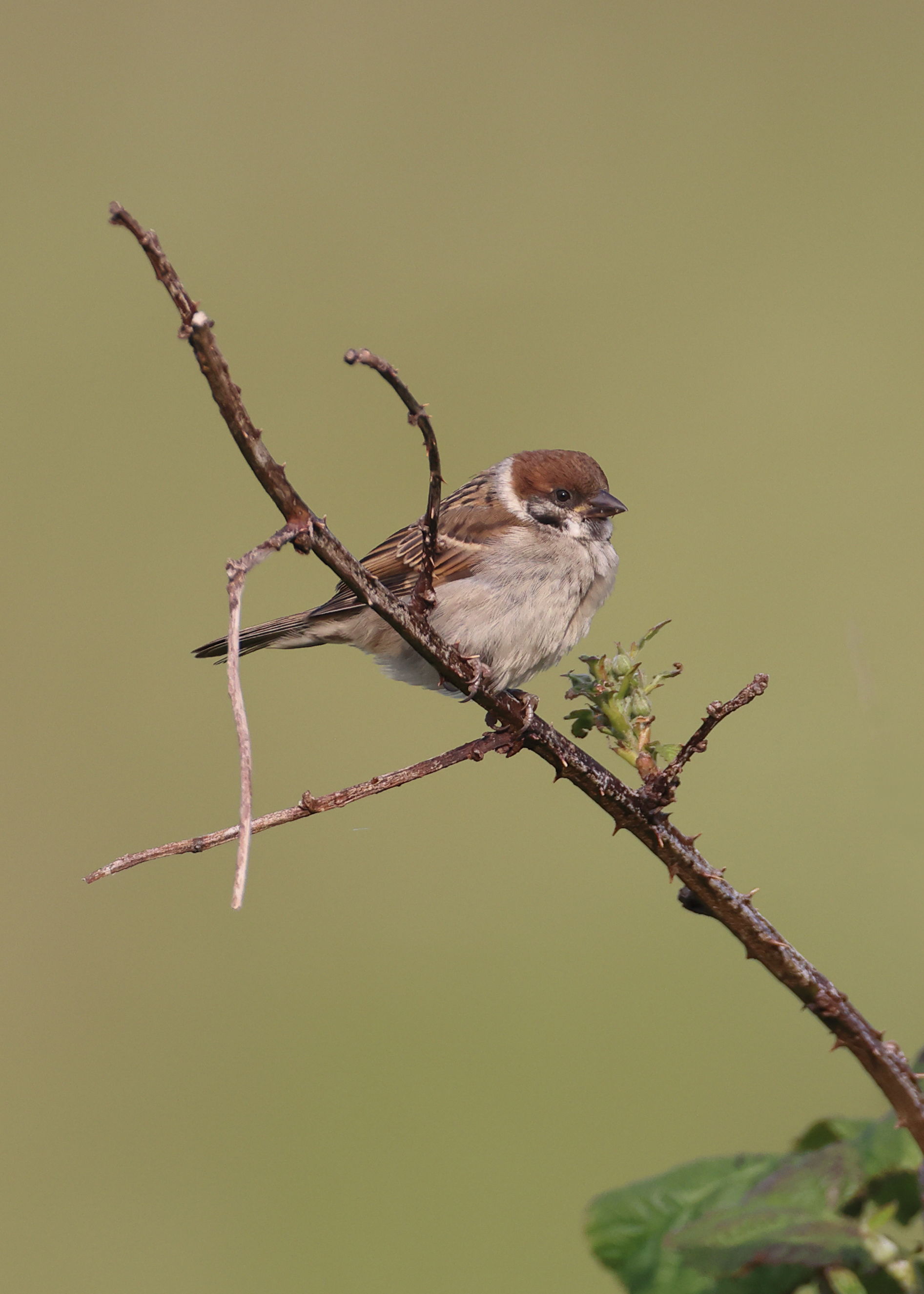 Tree Sparrow