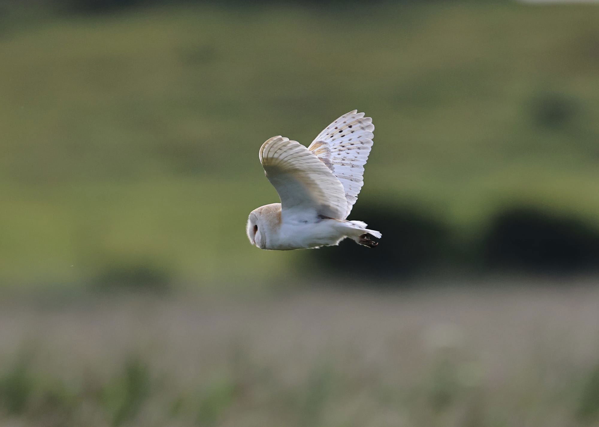 Barn Owl