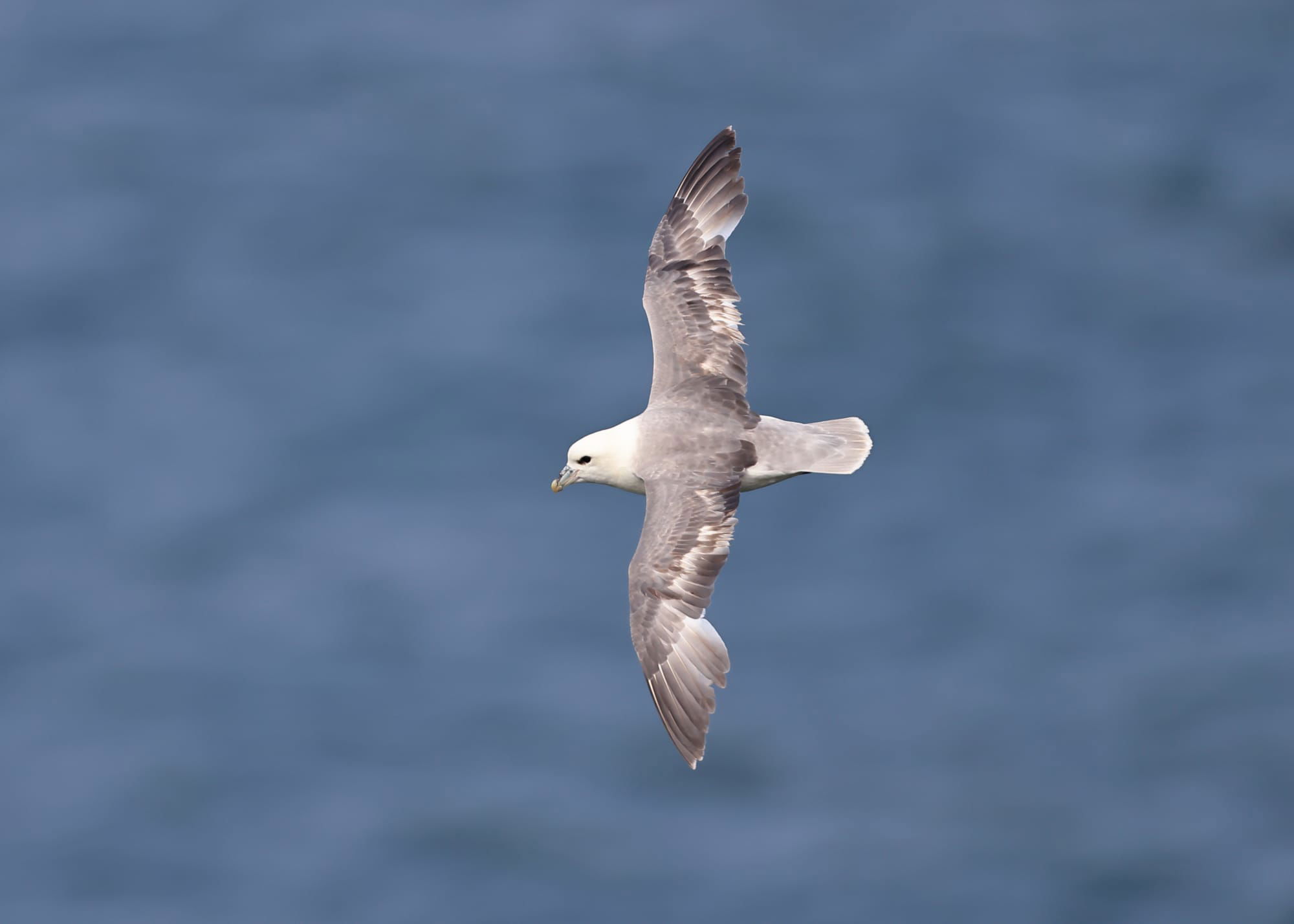 Fulmar