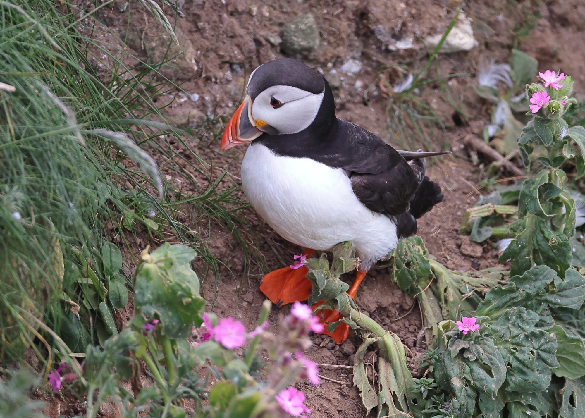 Puffin