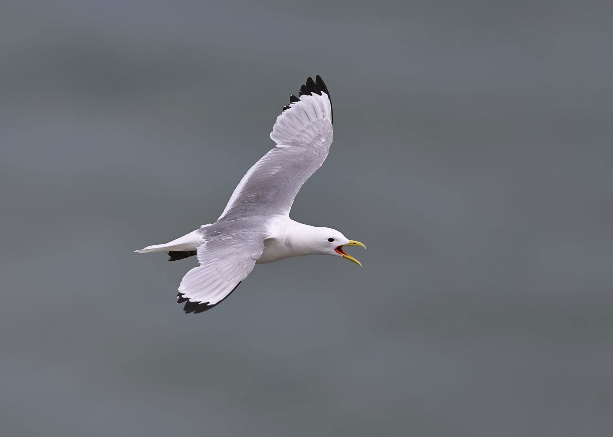 Kittiwake