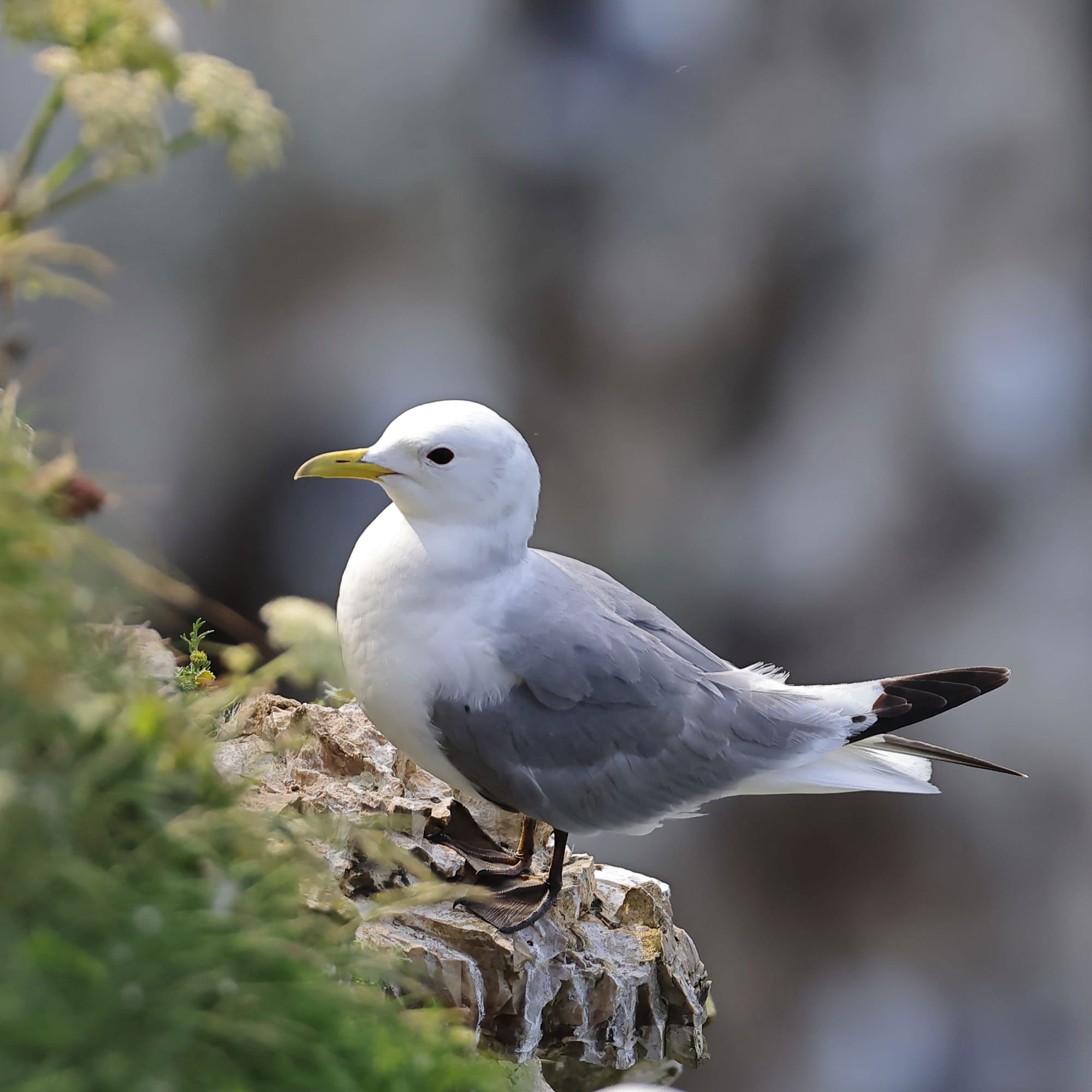 Kittiwake