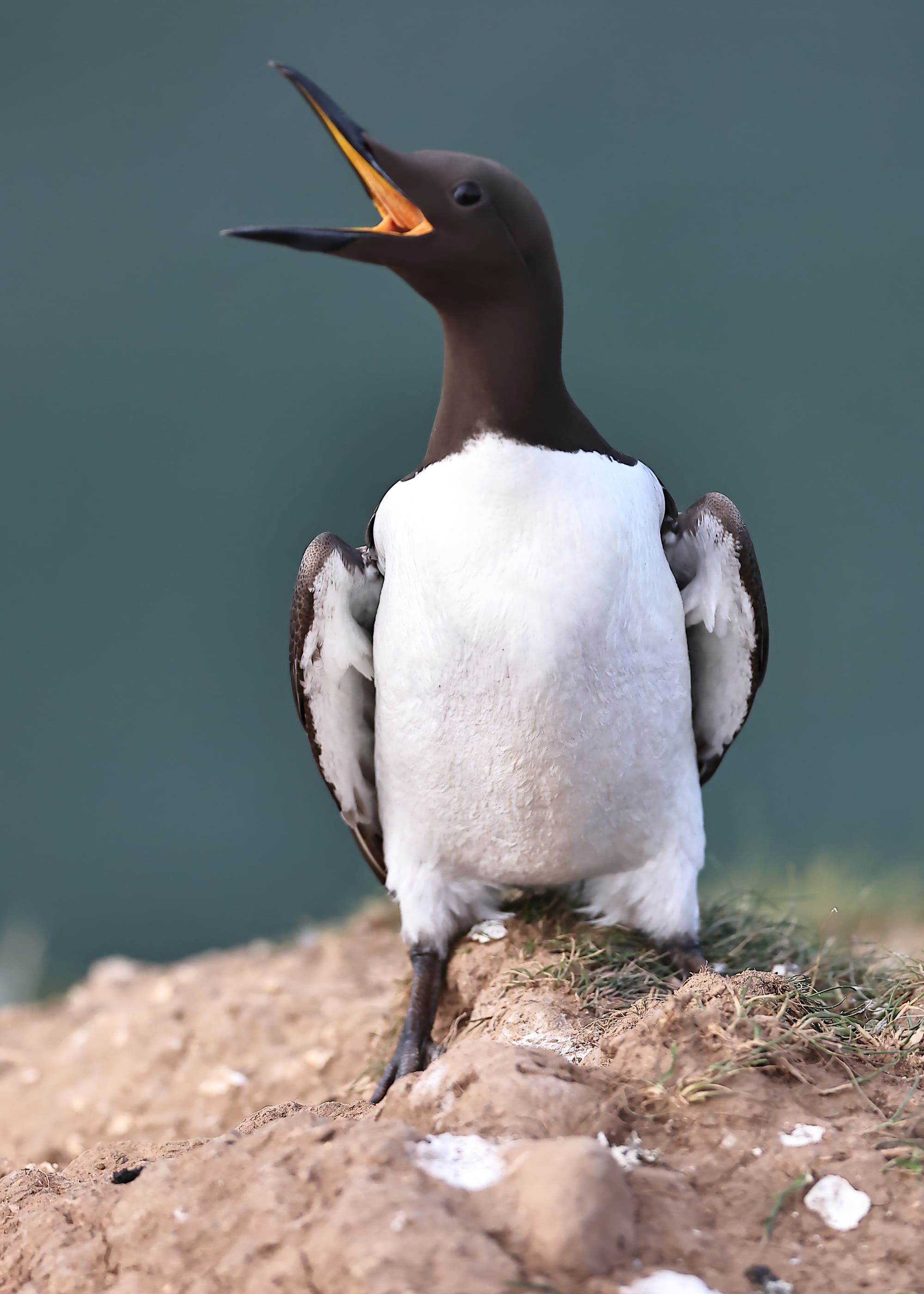 Guillemot