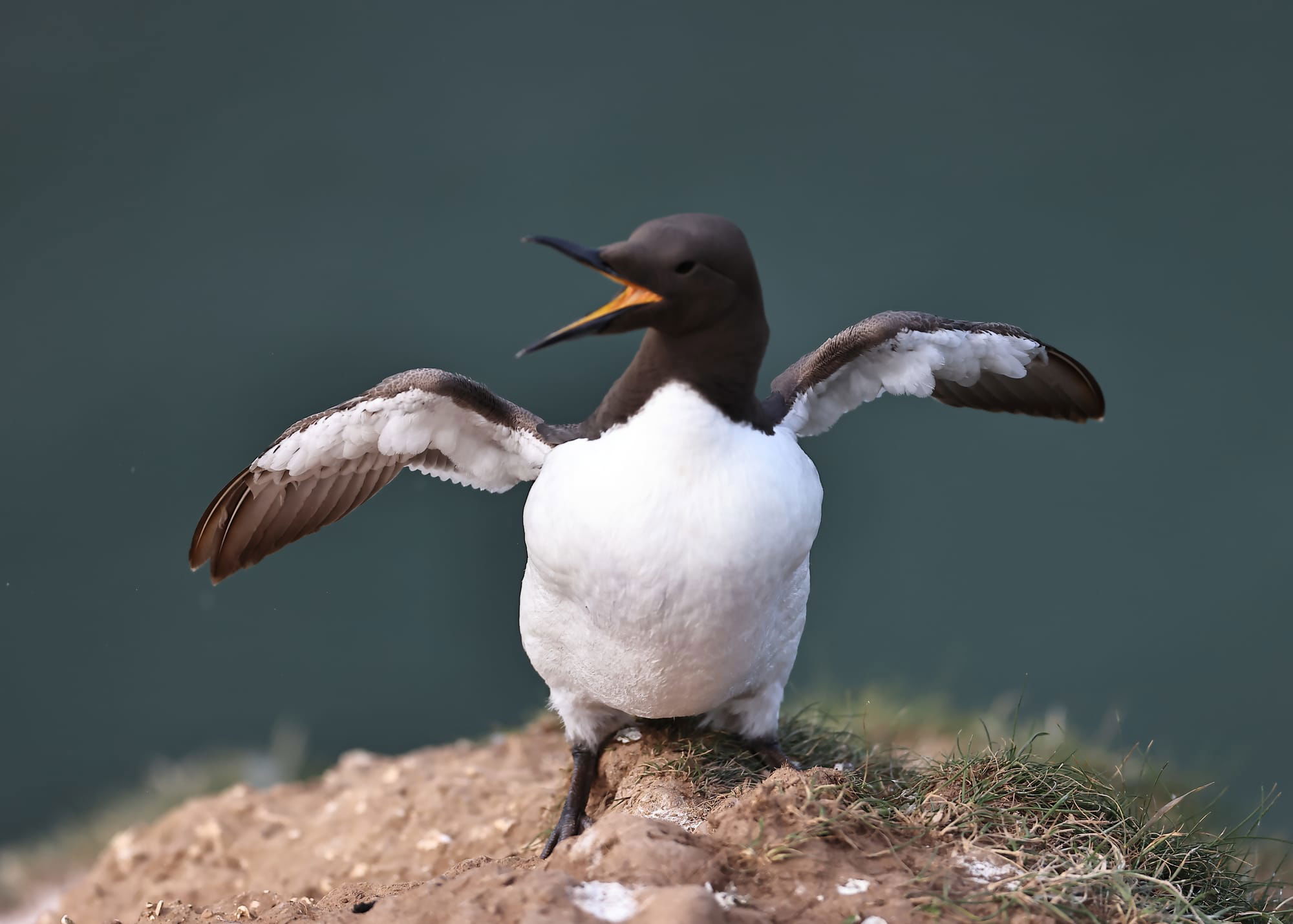 Guillemot