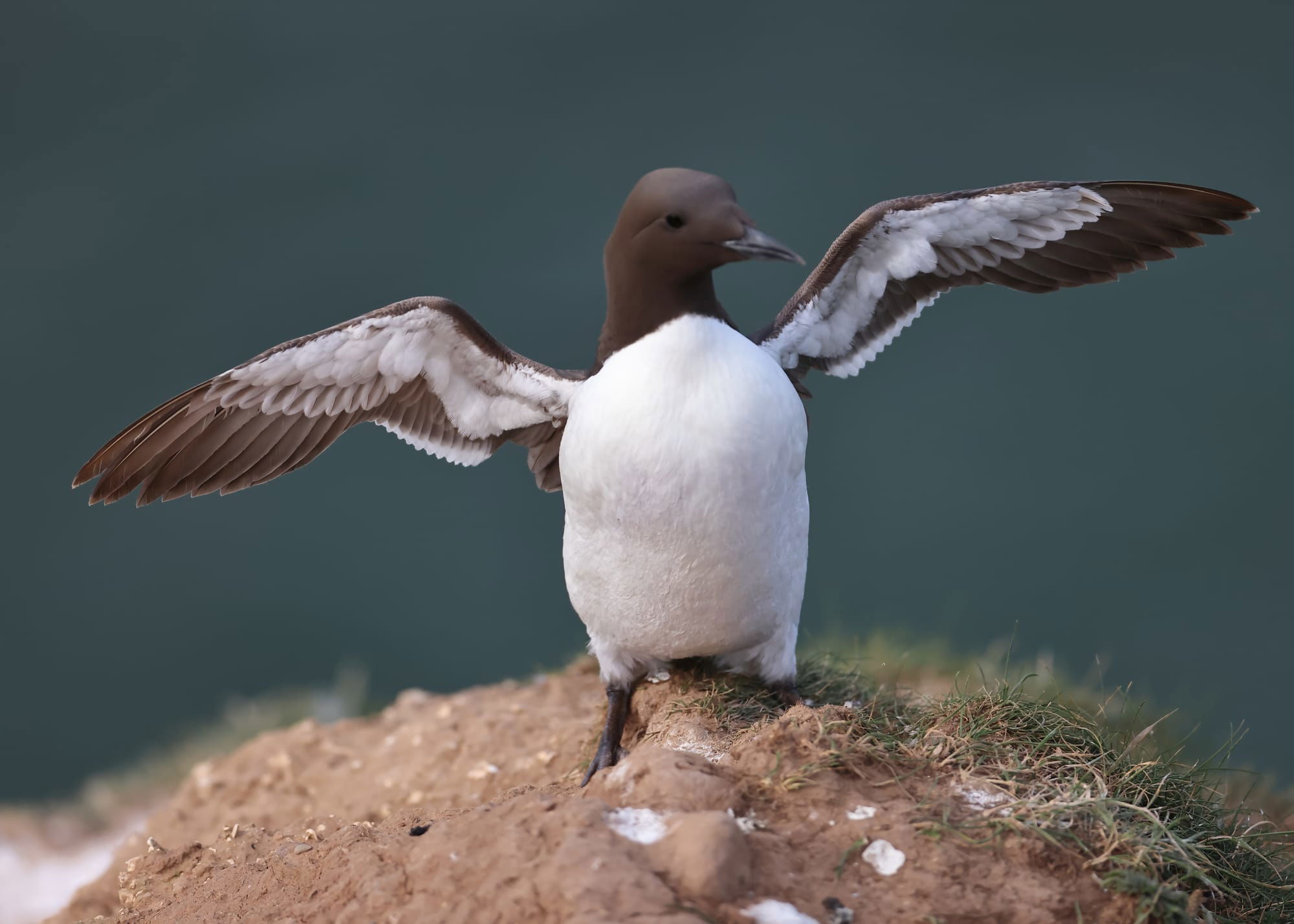 Guillemot