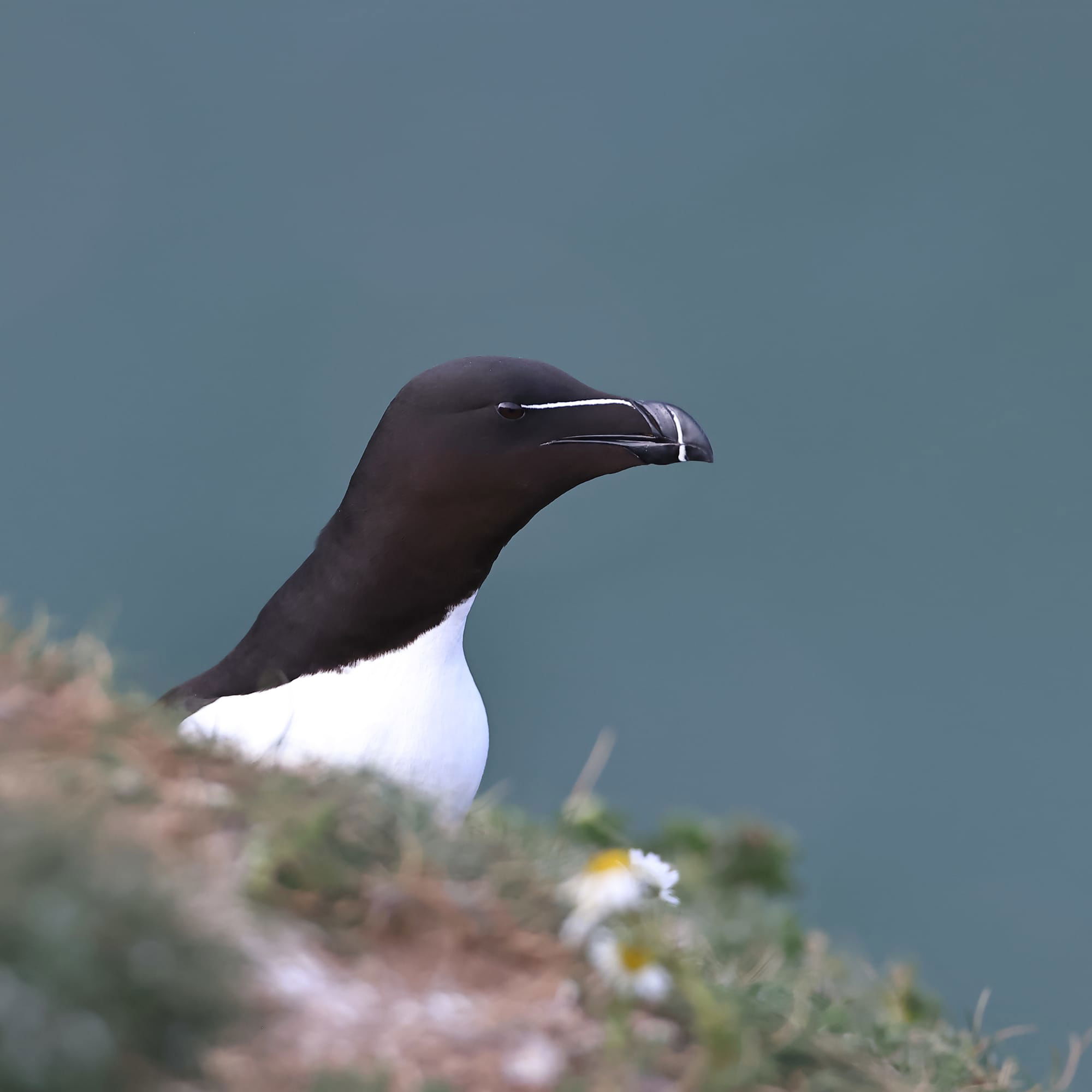 Razorbill