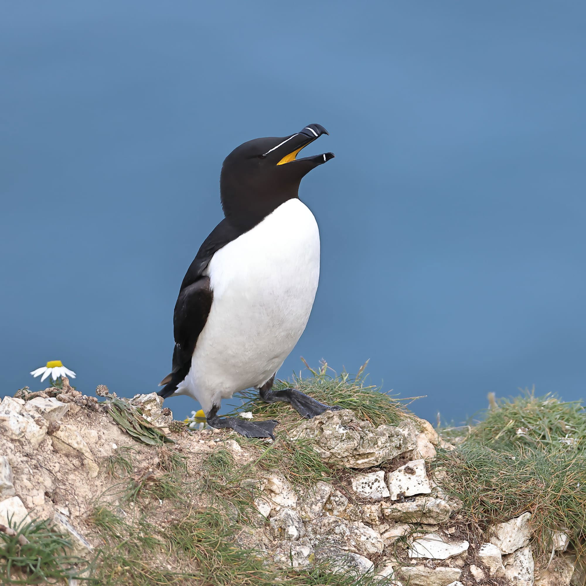 Razorbill