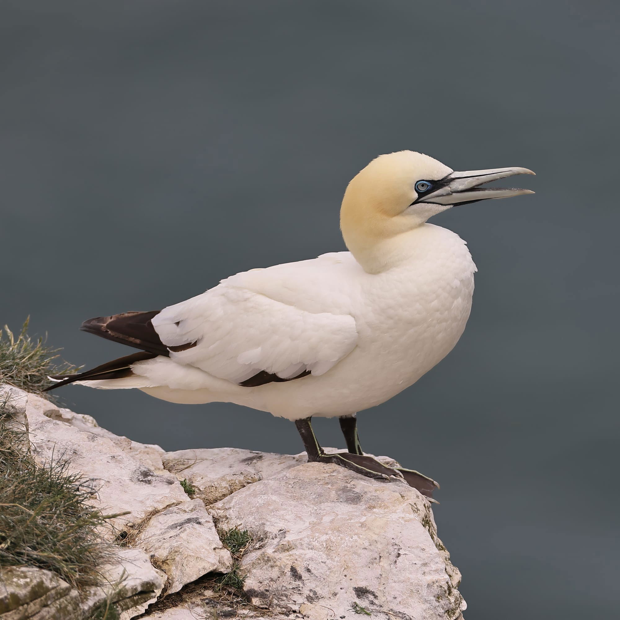 Gannet