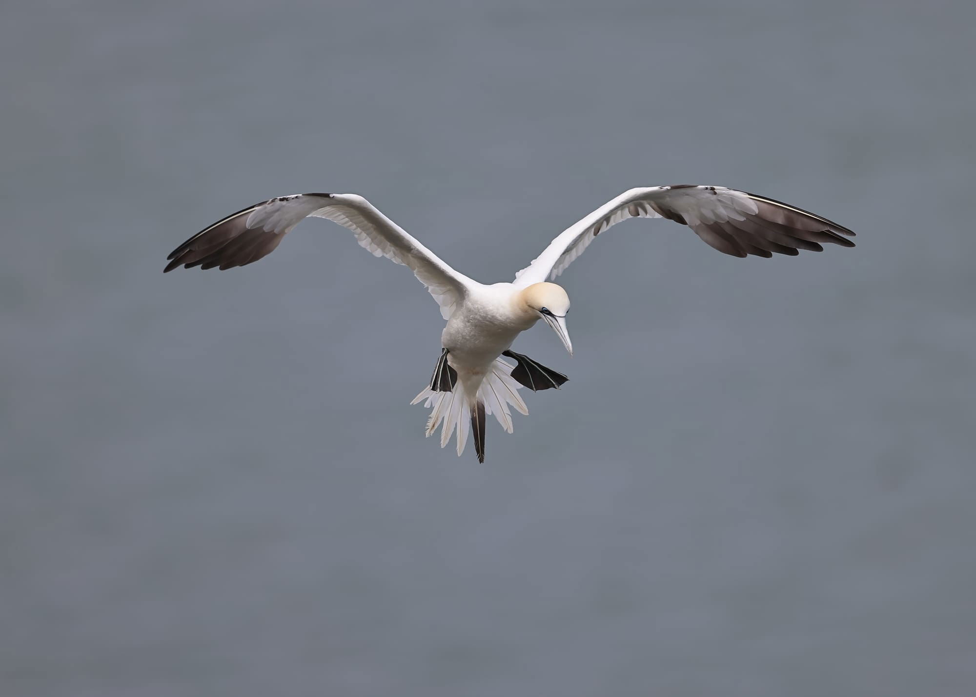 Gannet