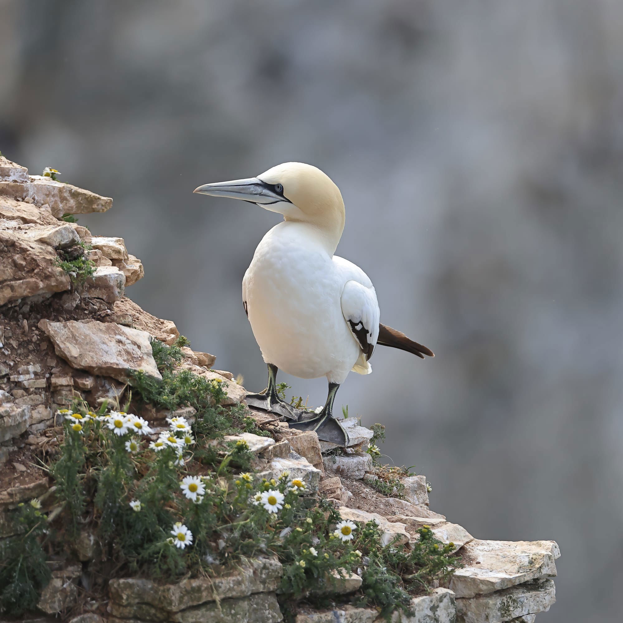 Gannet