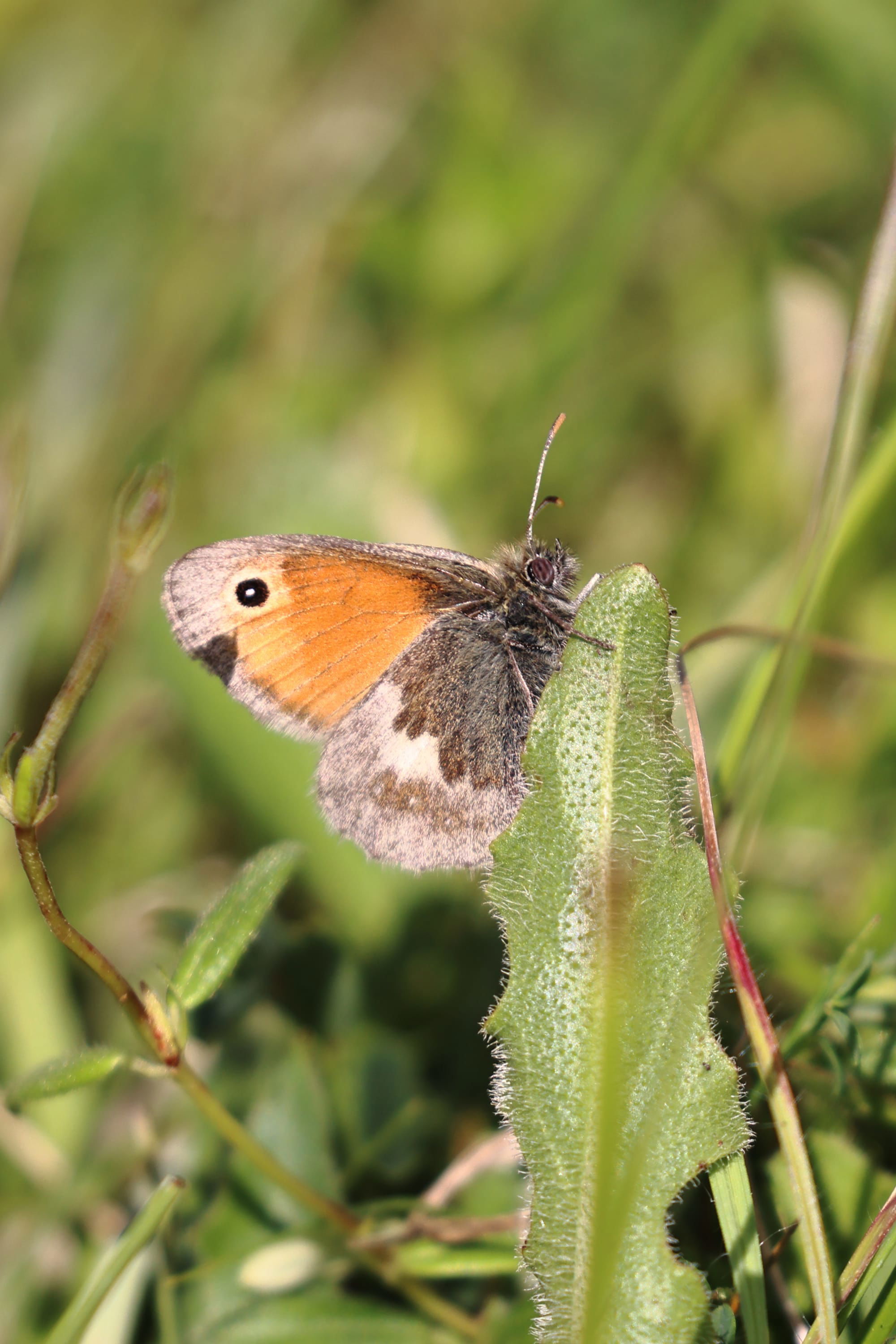 Small Heath