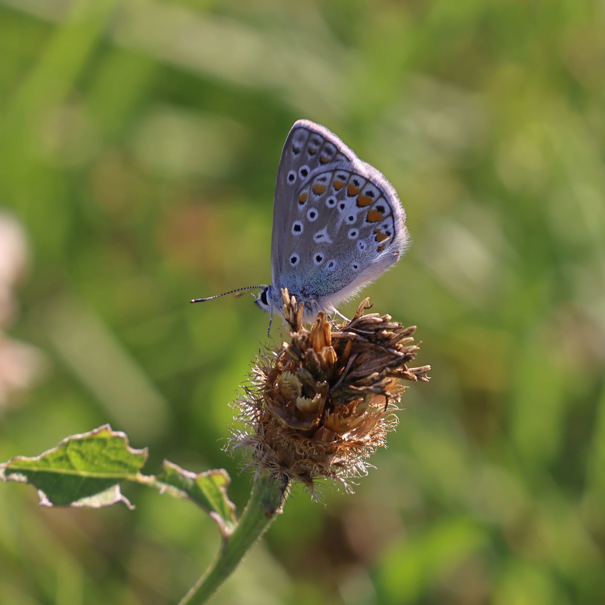 Common Blue