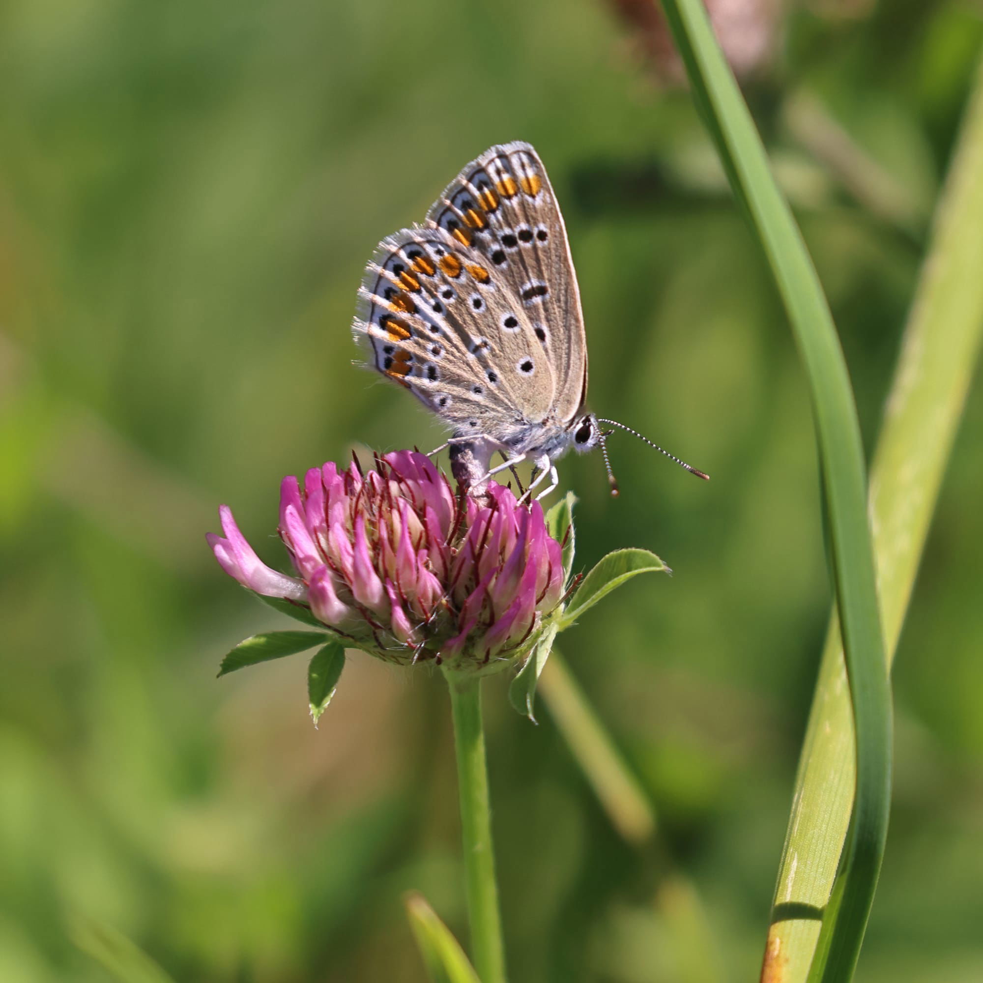 Common Blue