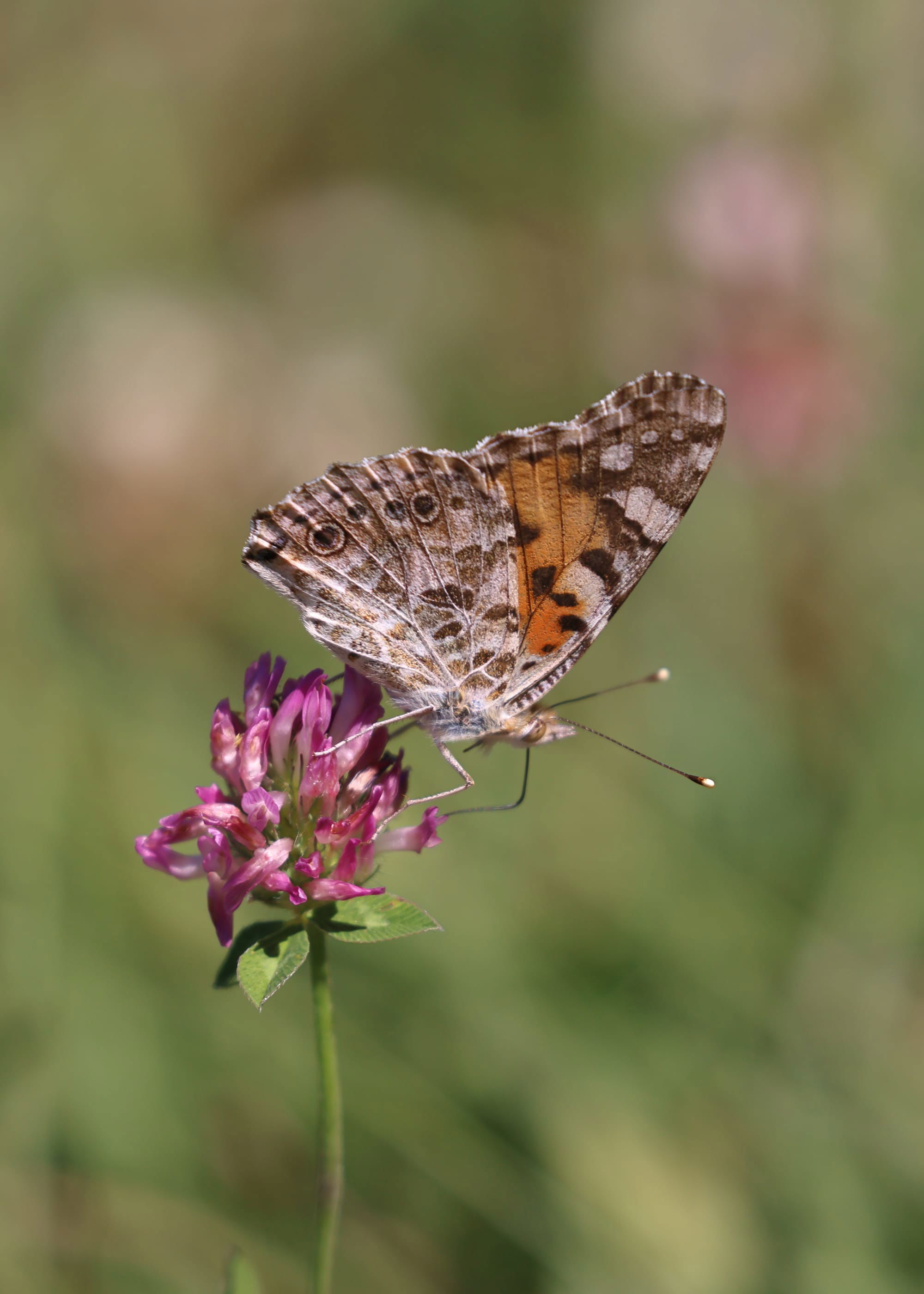 Painted Lady