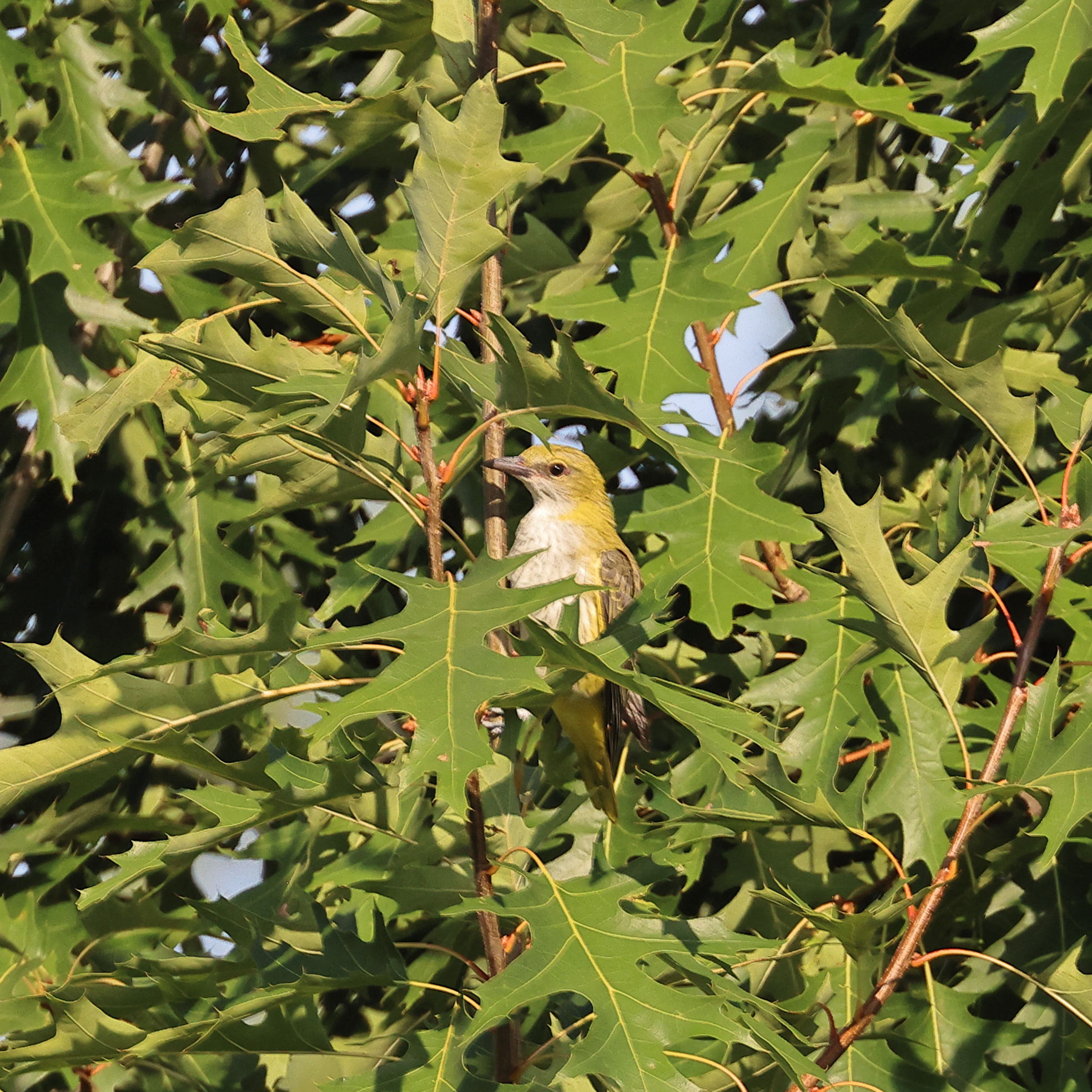 Golden Oriole