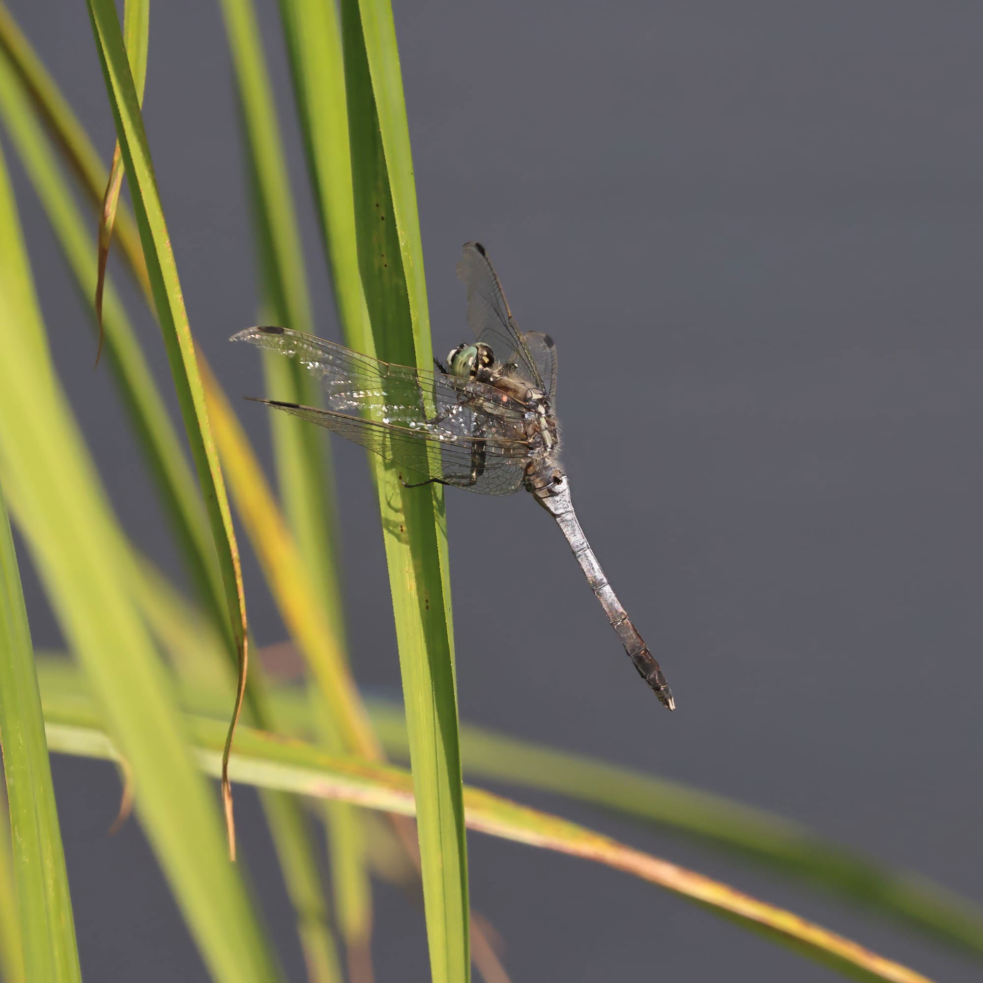 White-tailed Skimmer