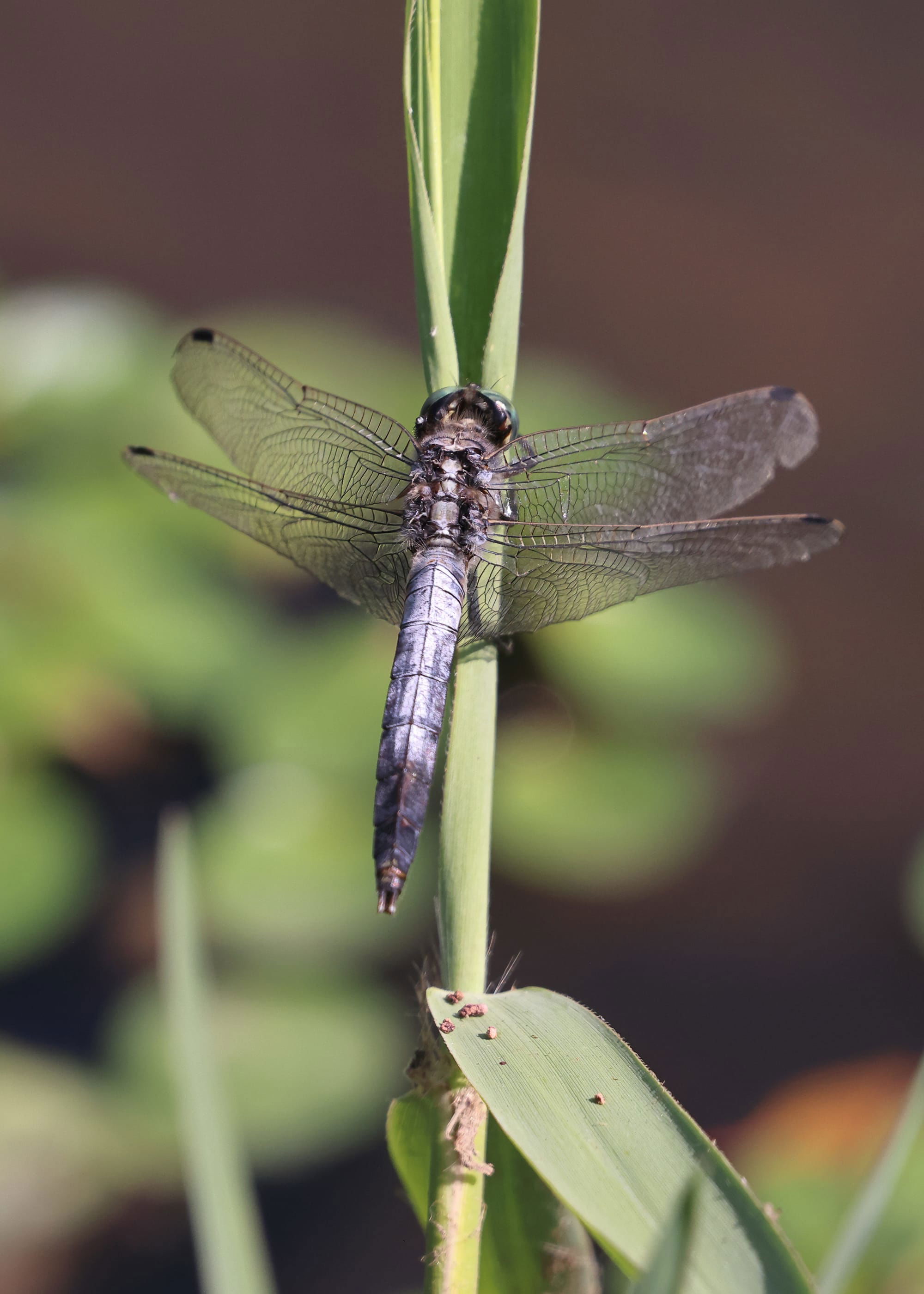 White-tailed Skimmer