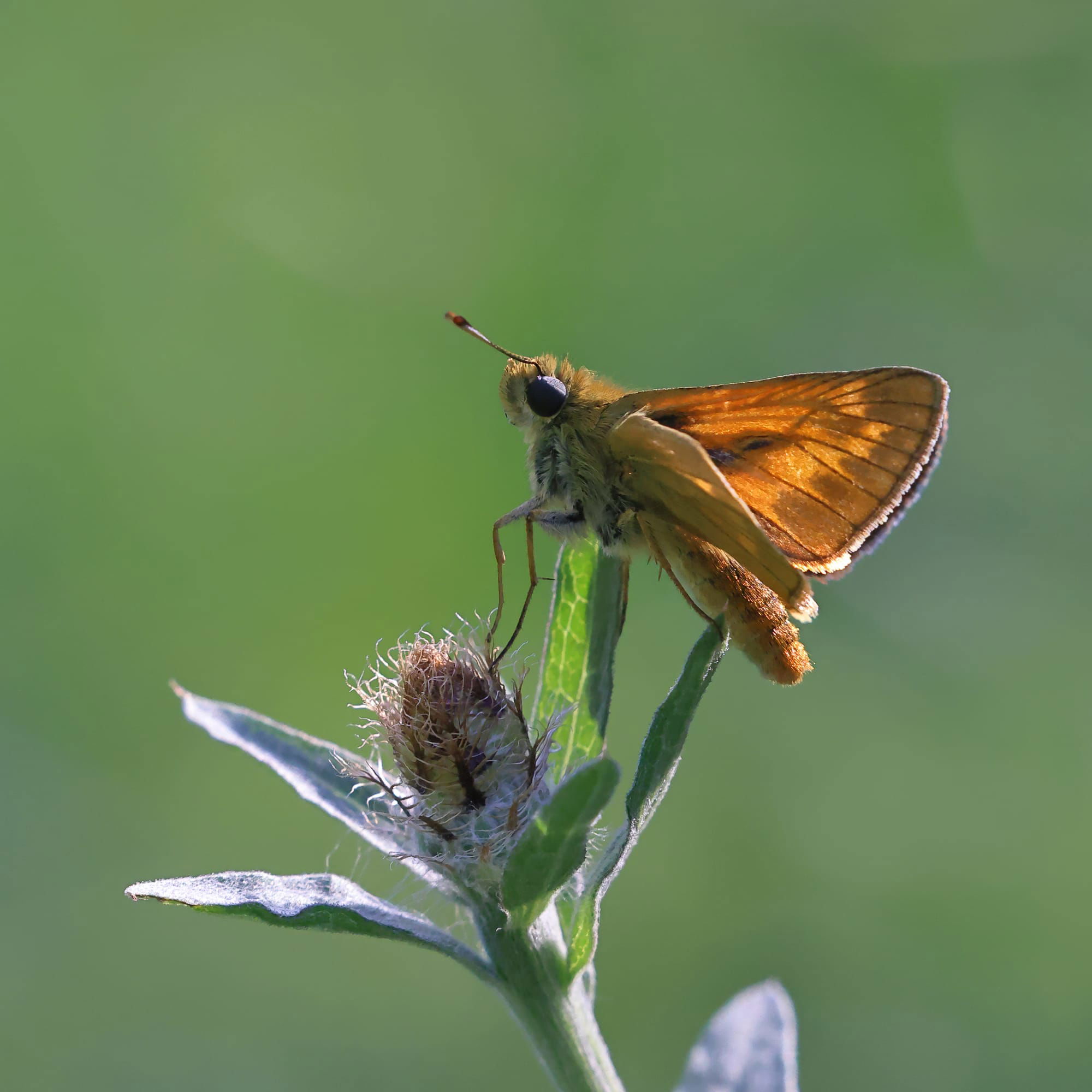 Large Skipper