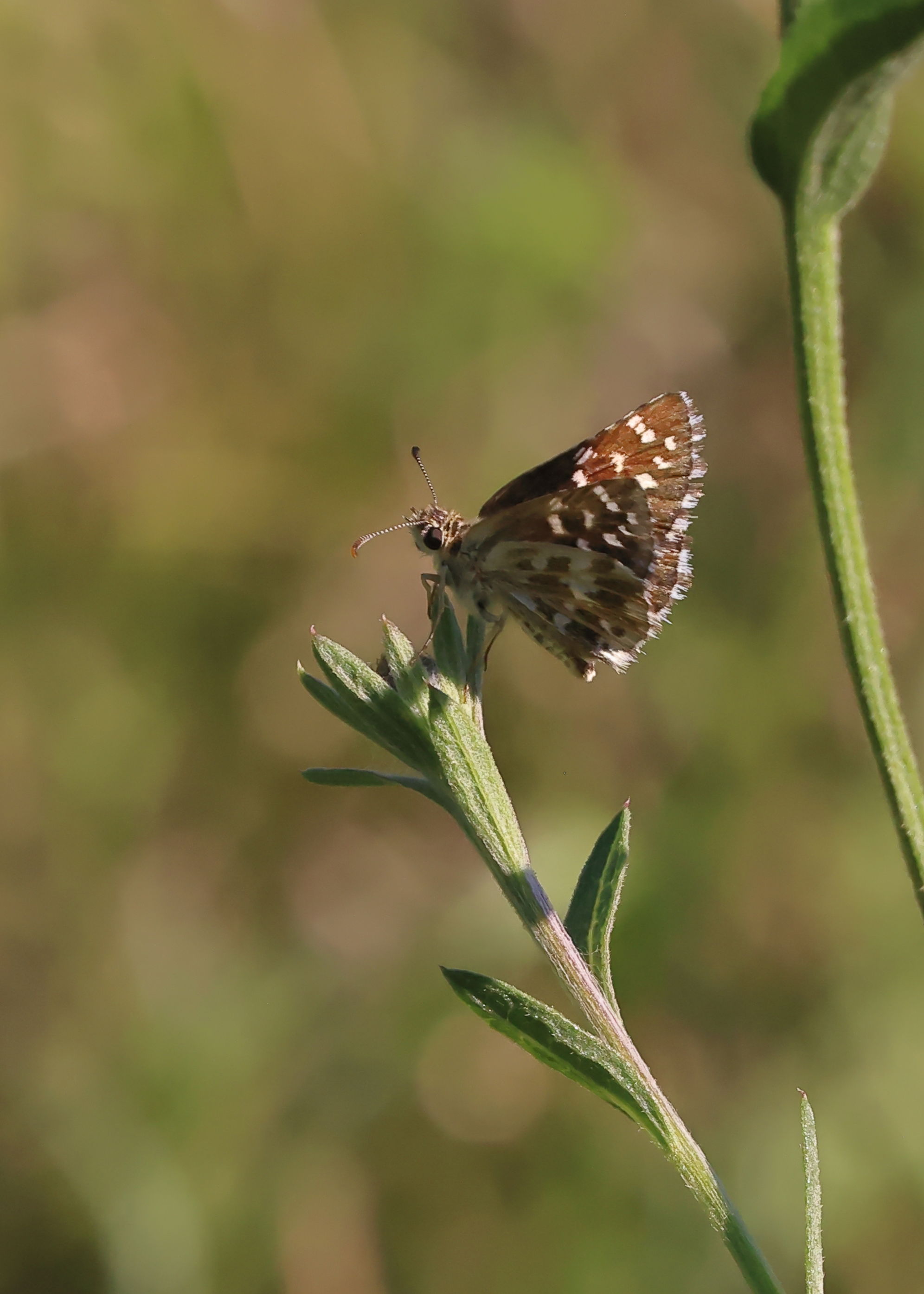 Grizzled Skipper