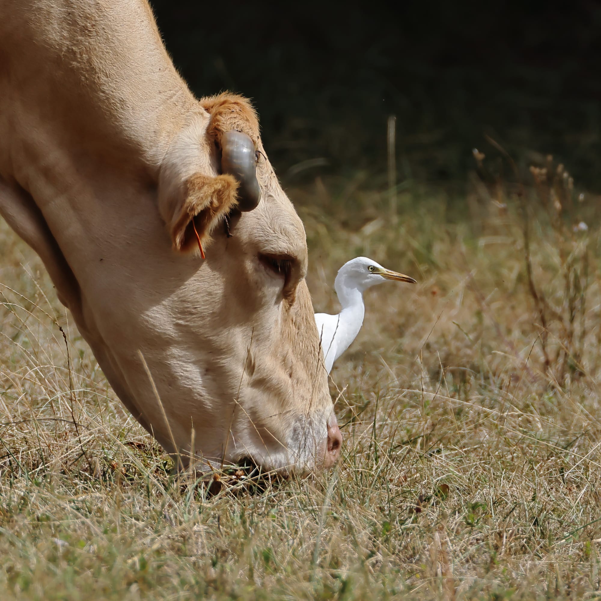 Cattle Egret