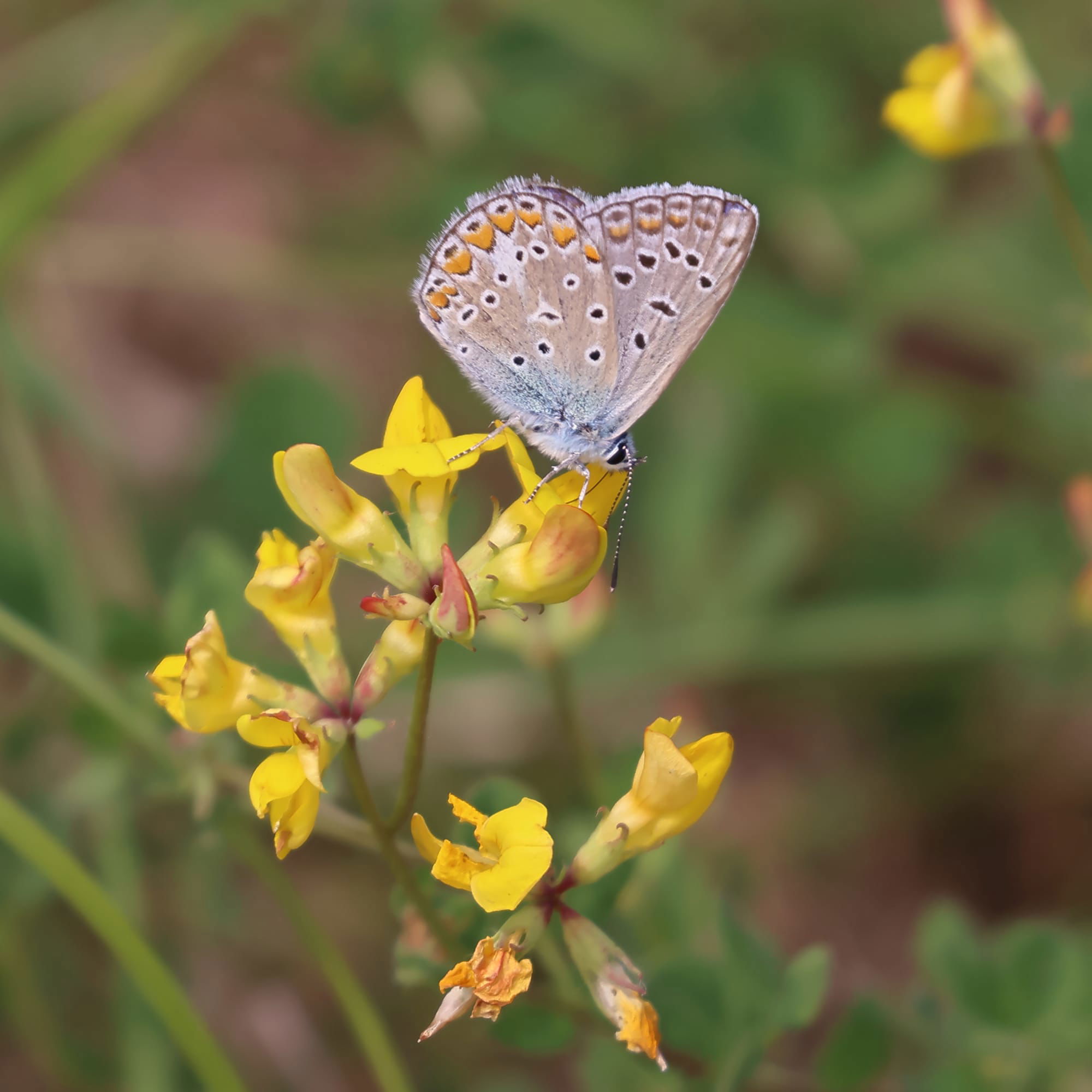 Common Blue