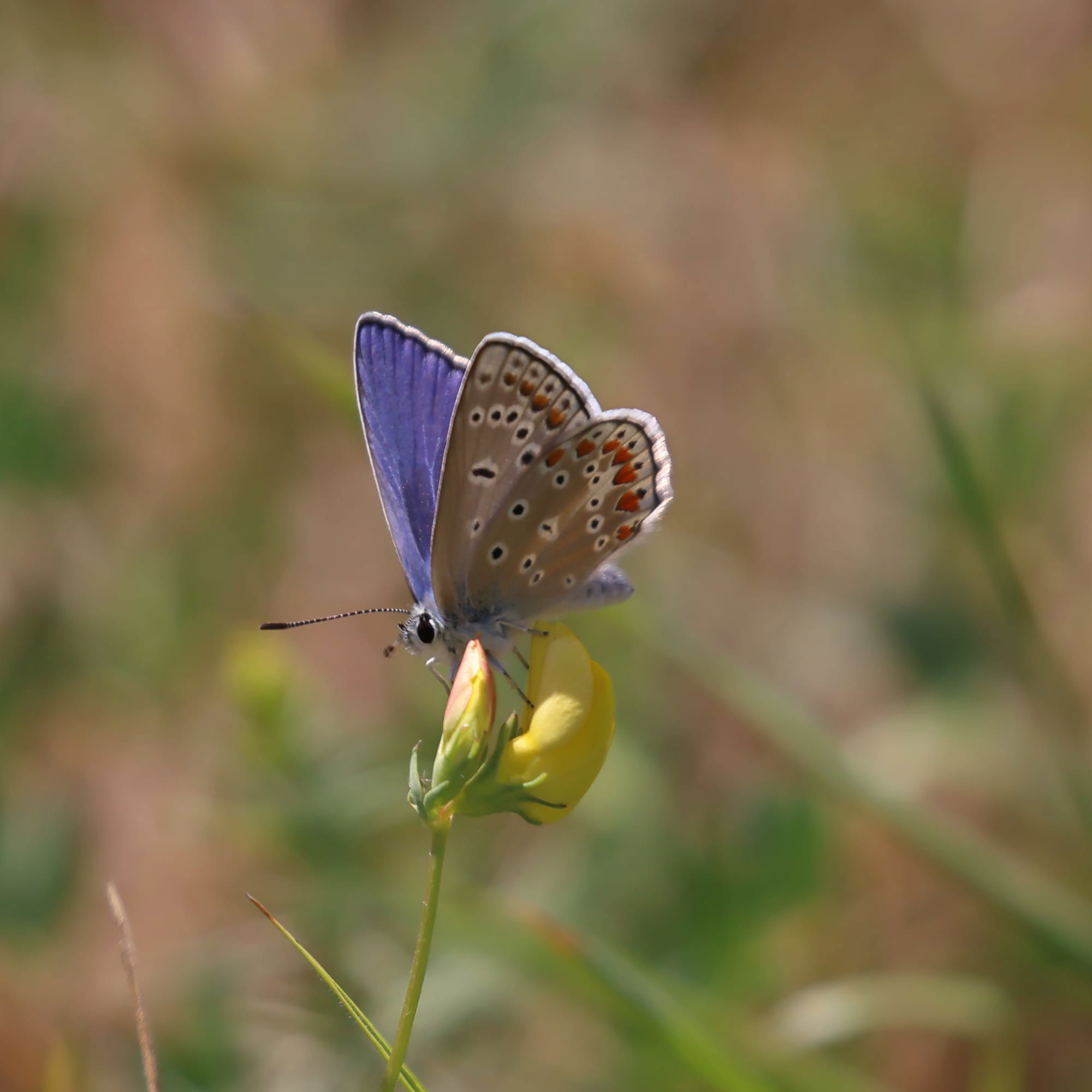 Common Blue