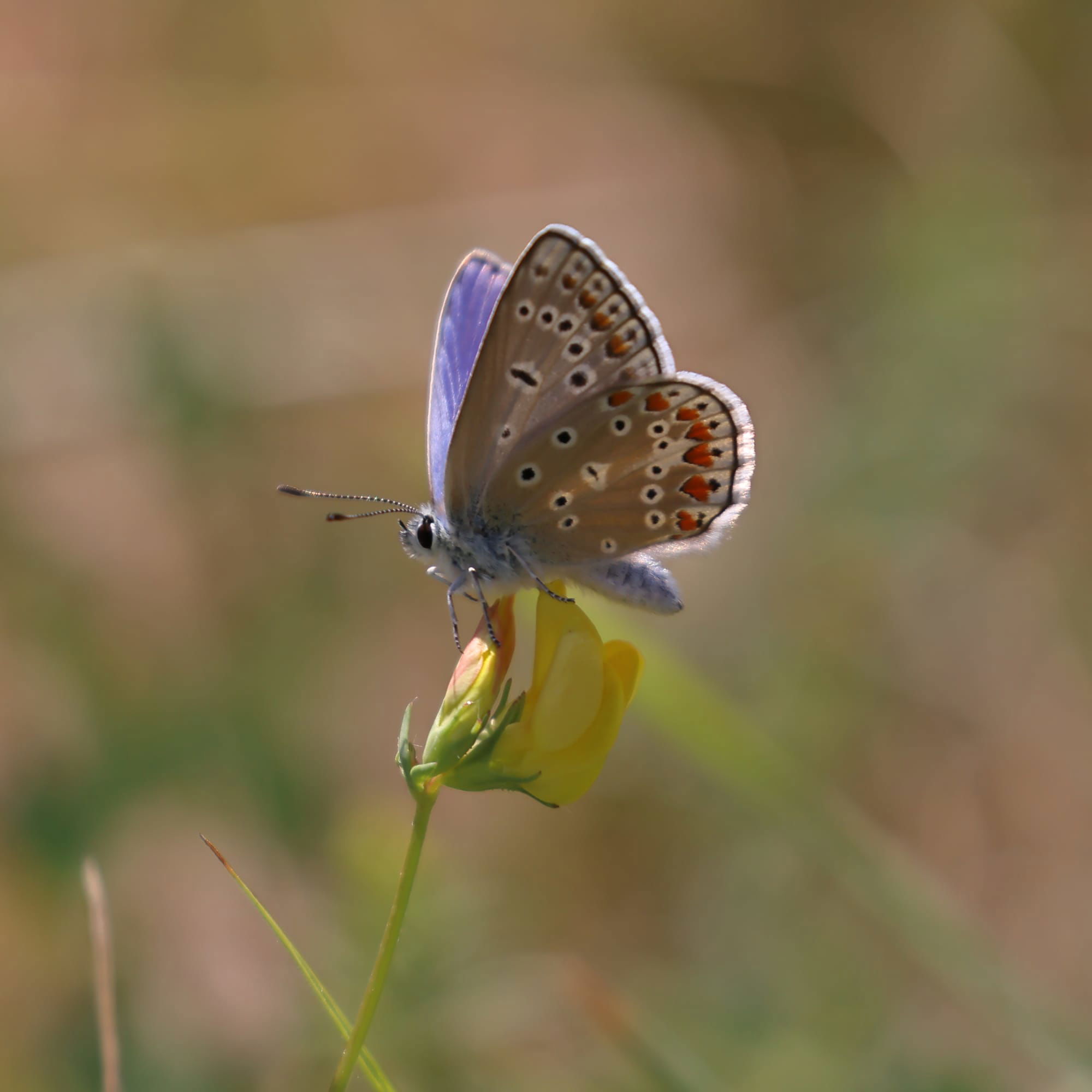 Common Blue