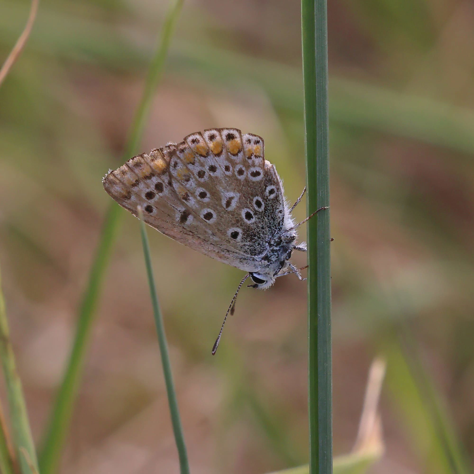 Common Blue