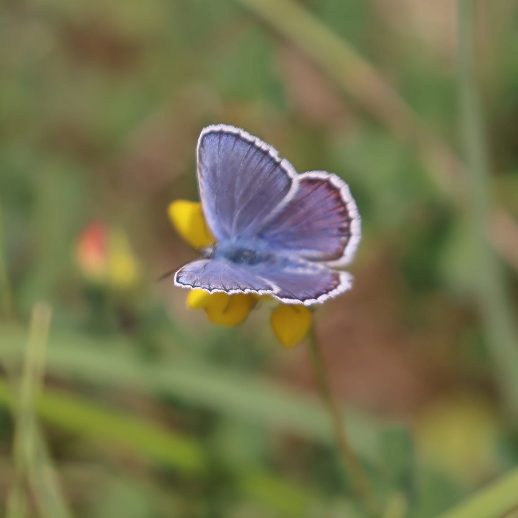 Silver-studded Blue