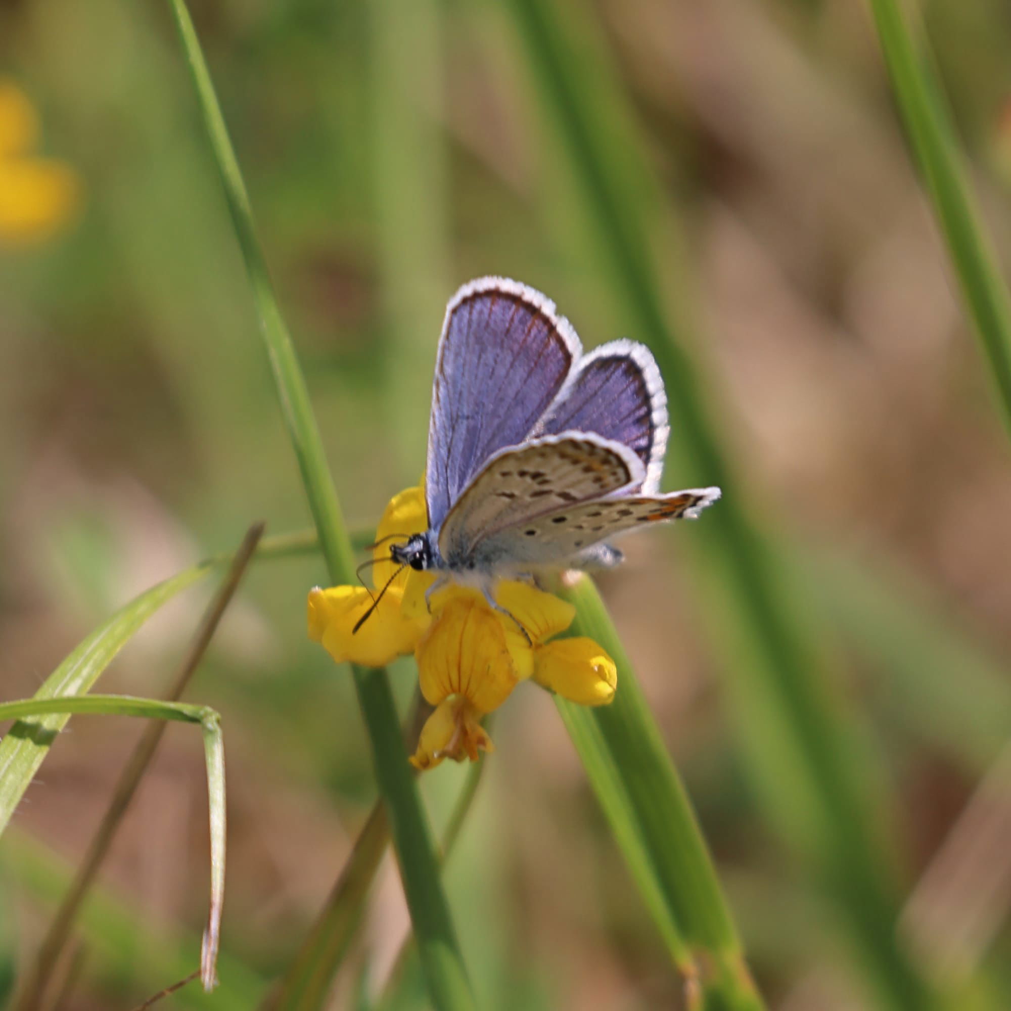 Silver-studded Blue