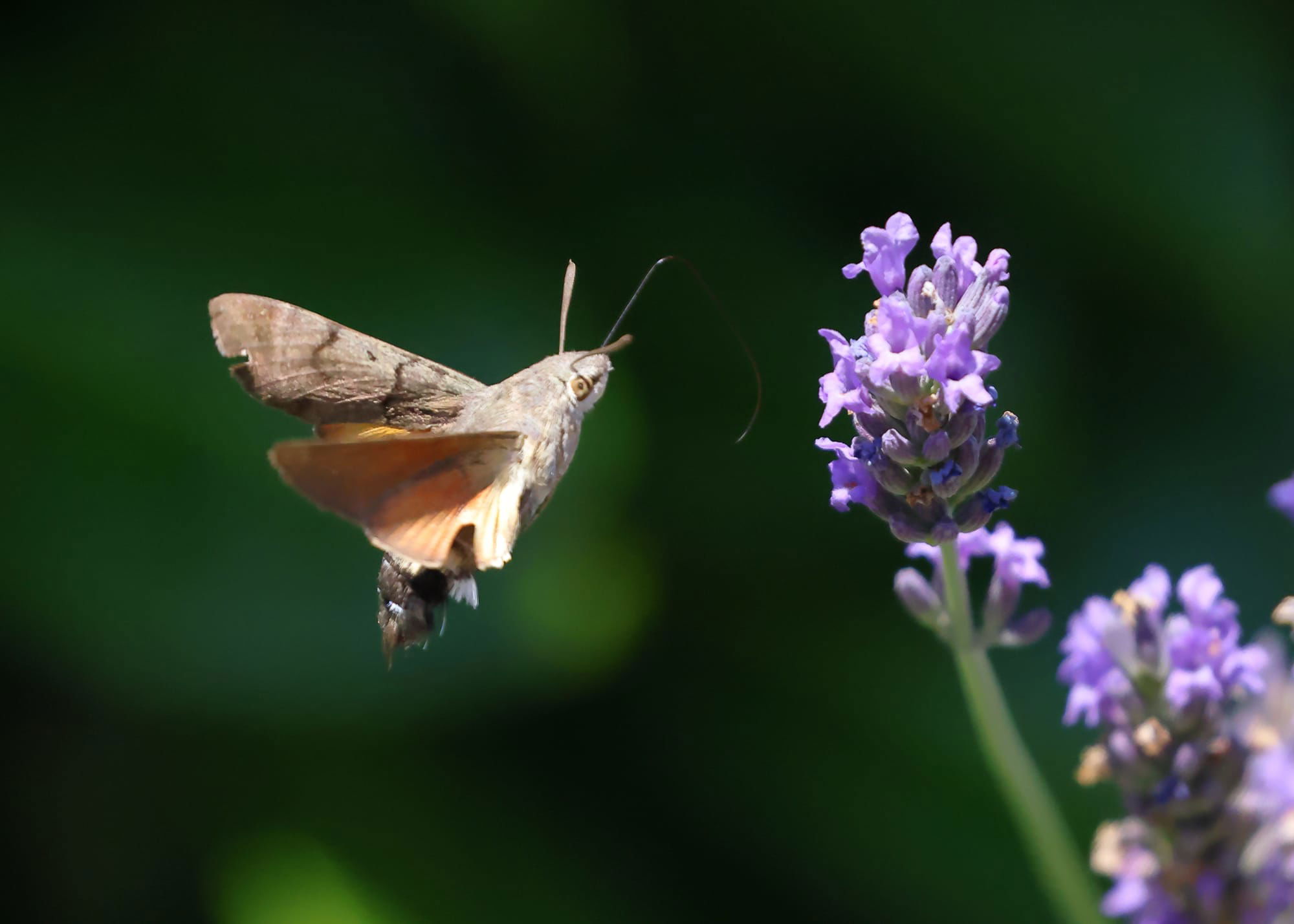 Hummingbird Hawk Moth