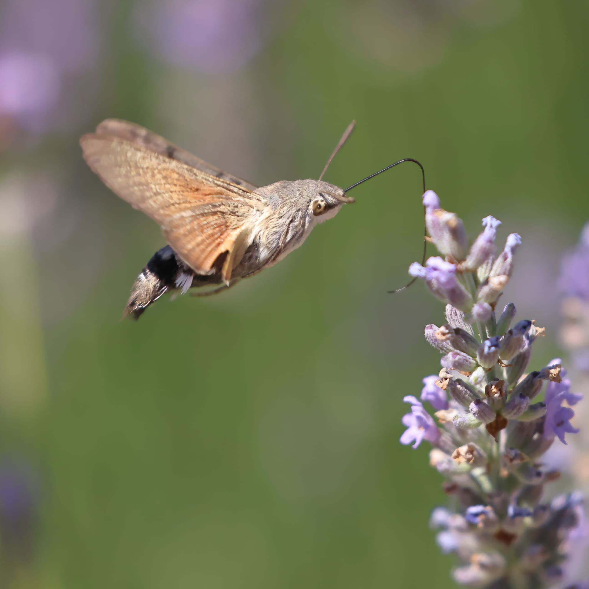 Hummingbird Hawk Moth