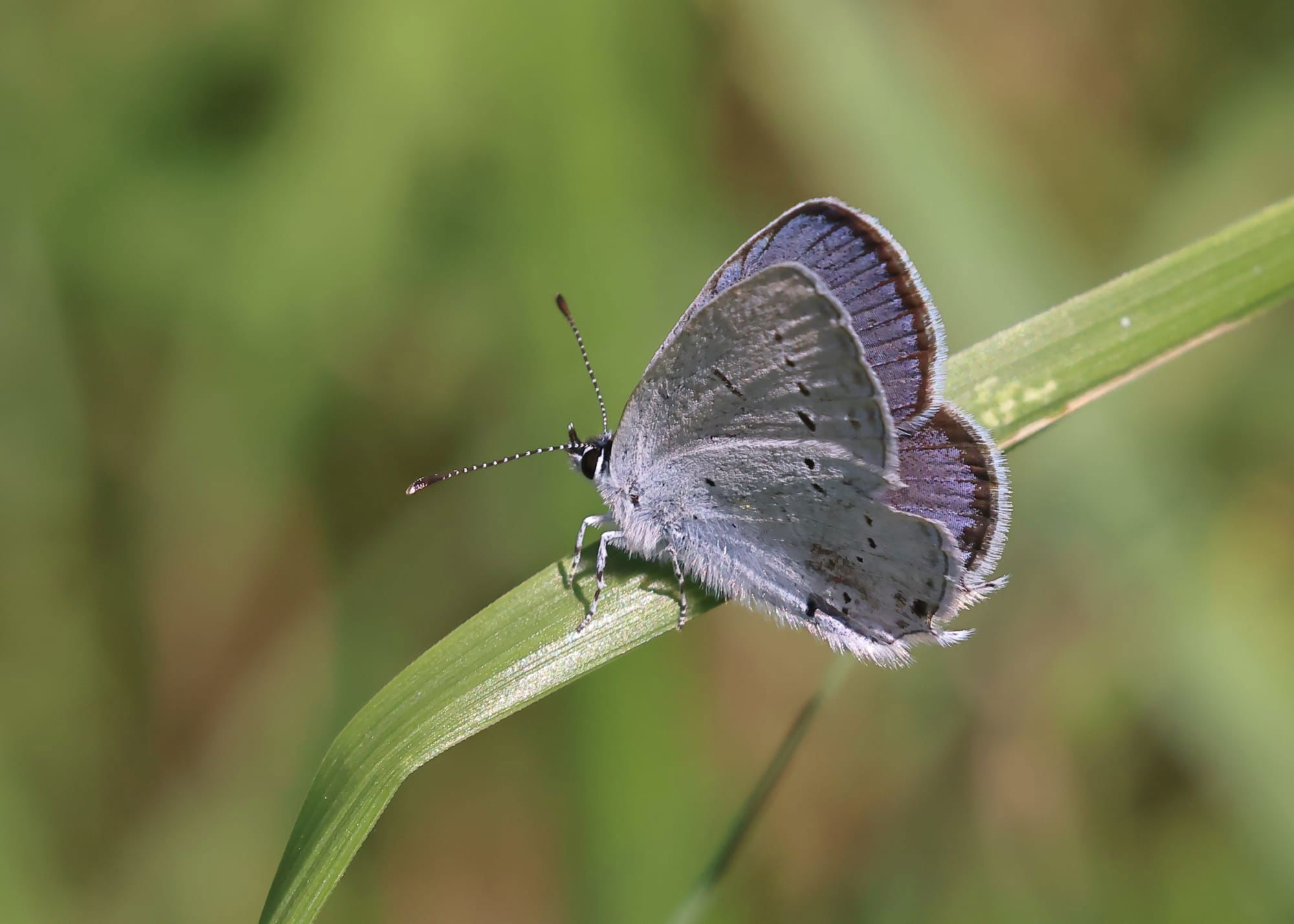 Provencal Short-tailed Blue