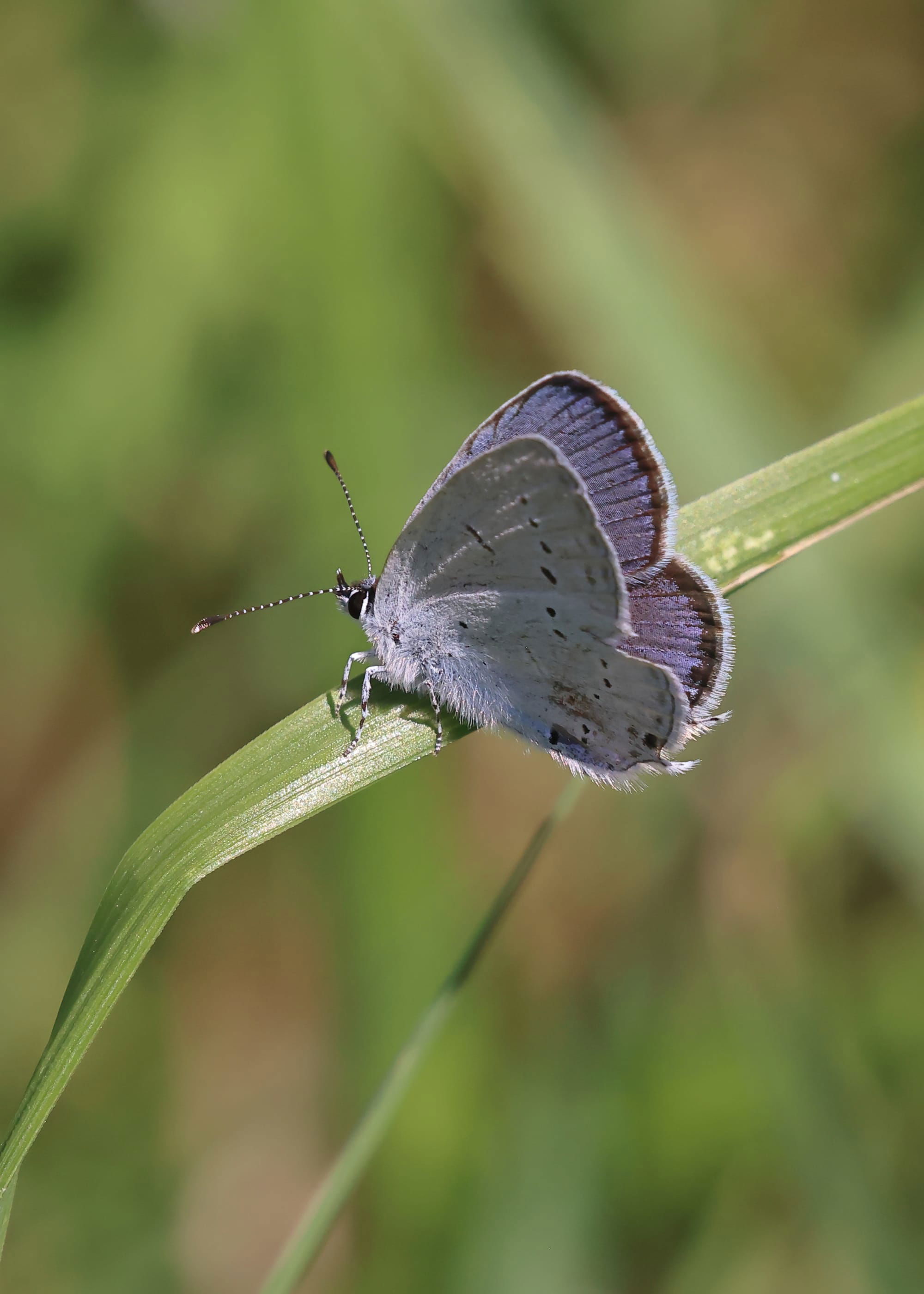 Provencal Short-tailed Blue