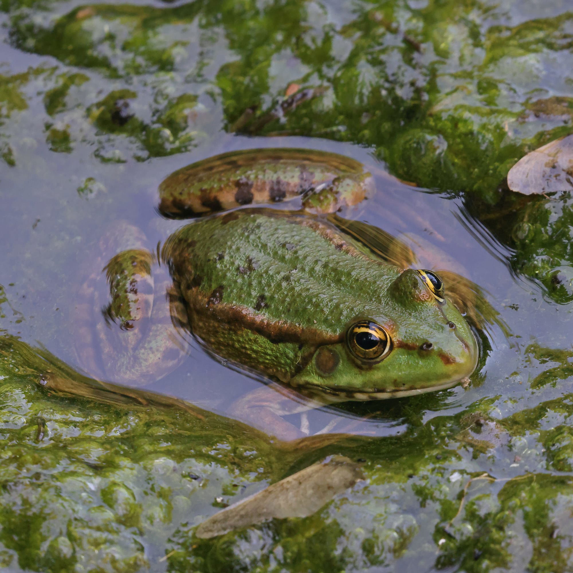 European Green Frog