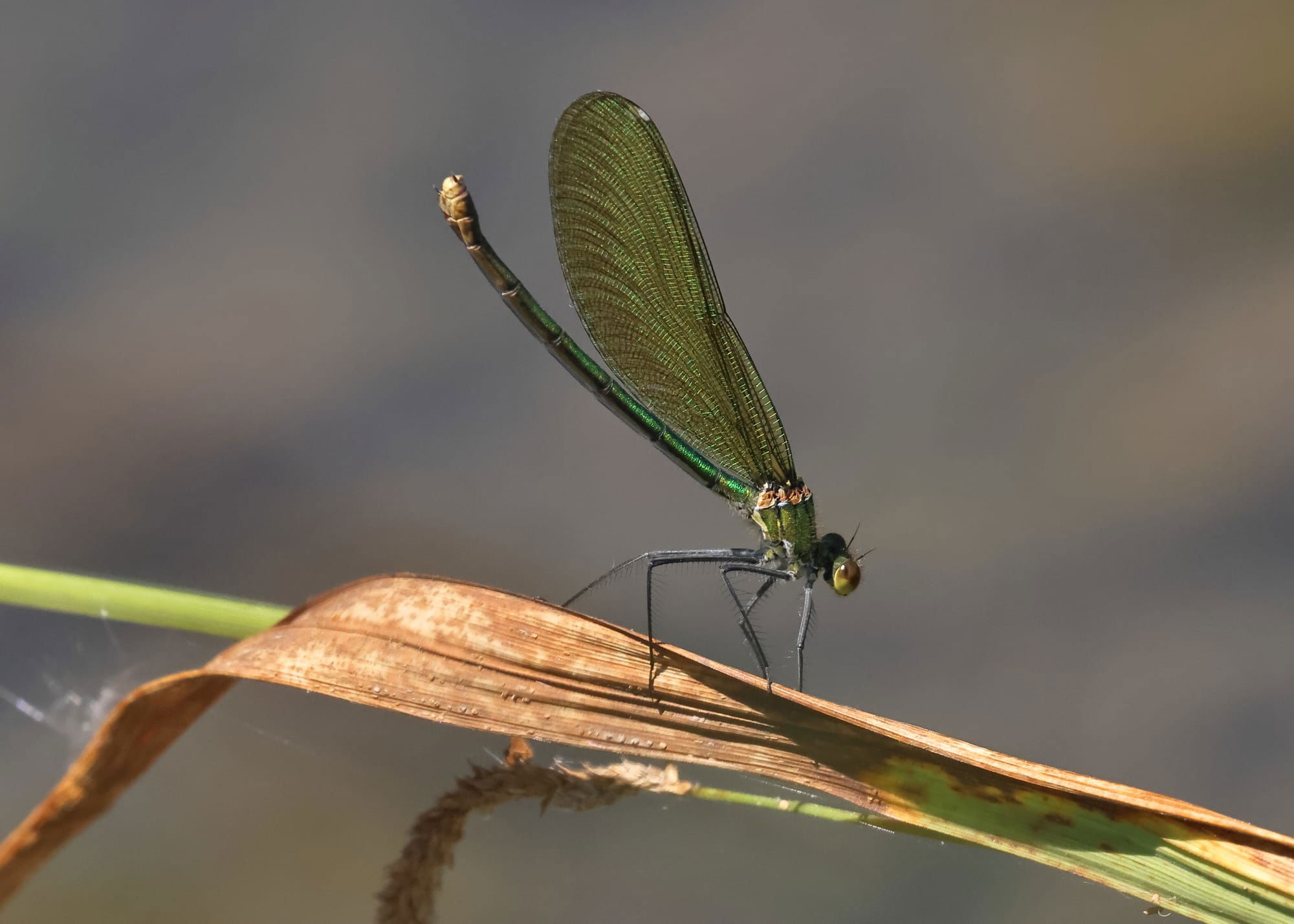 Banded Demoiselle